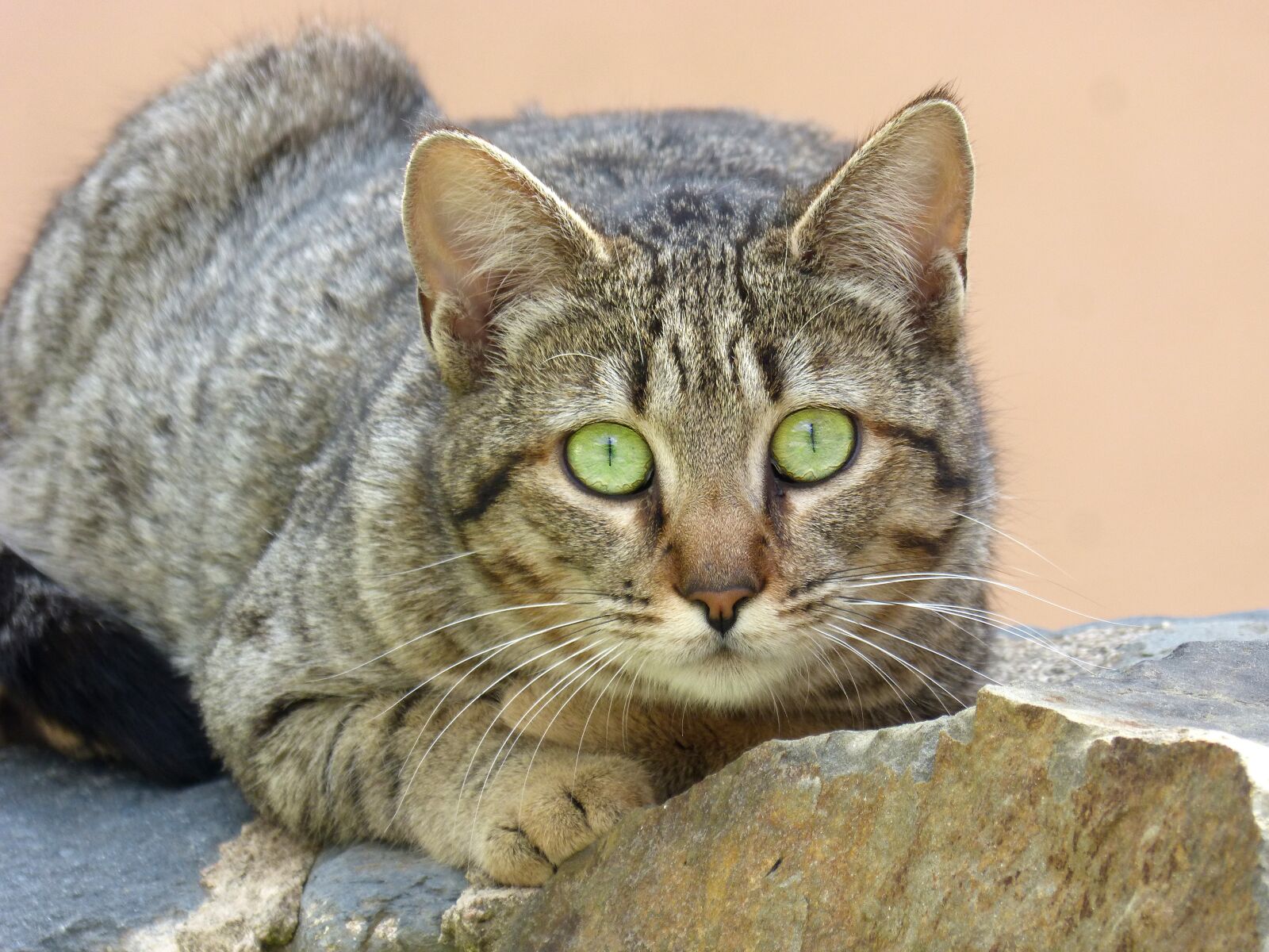 Panasonic DMC-FZ62 sample photo. Cat, feline look, stalking photography