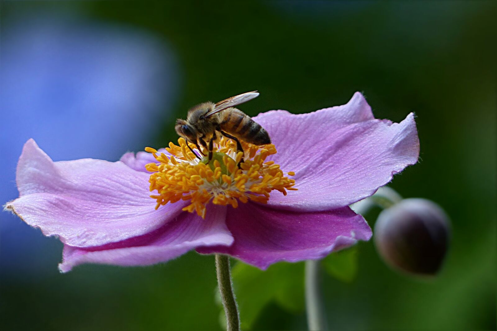 Panasonic Lumix DMC-FZ200 sample photo. Bee, honey bee, apis photography