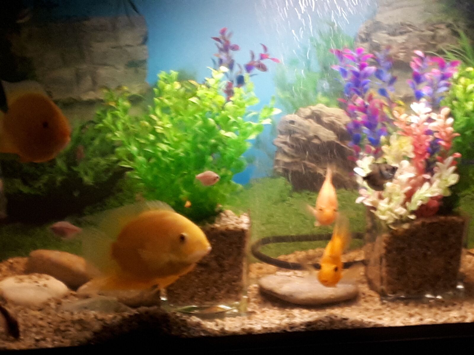 Samsung Galaxy A5(2017) sample photo. Aquarium, fish, water photography