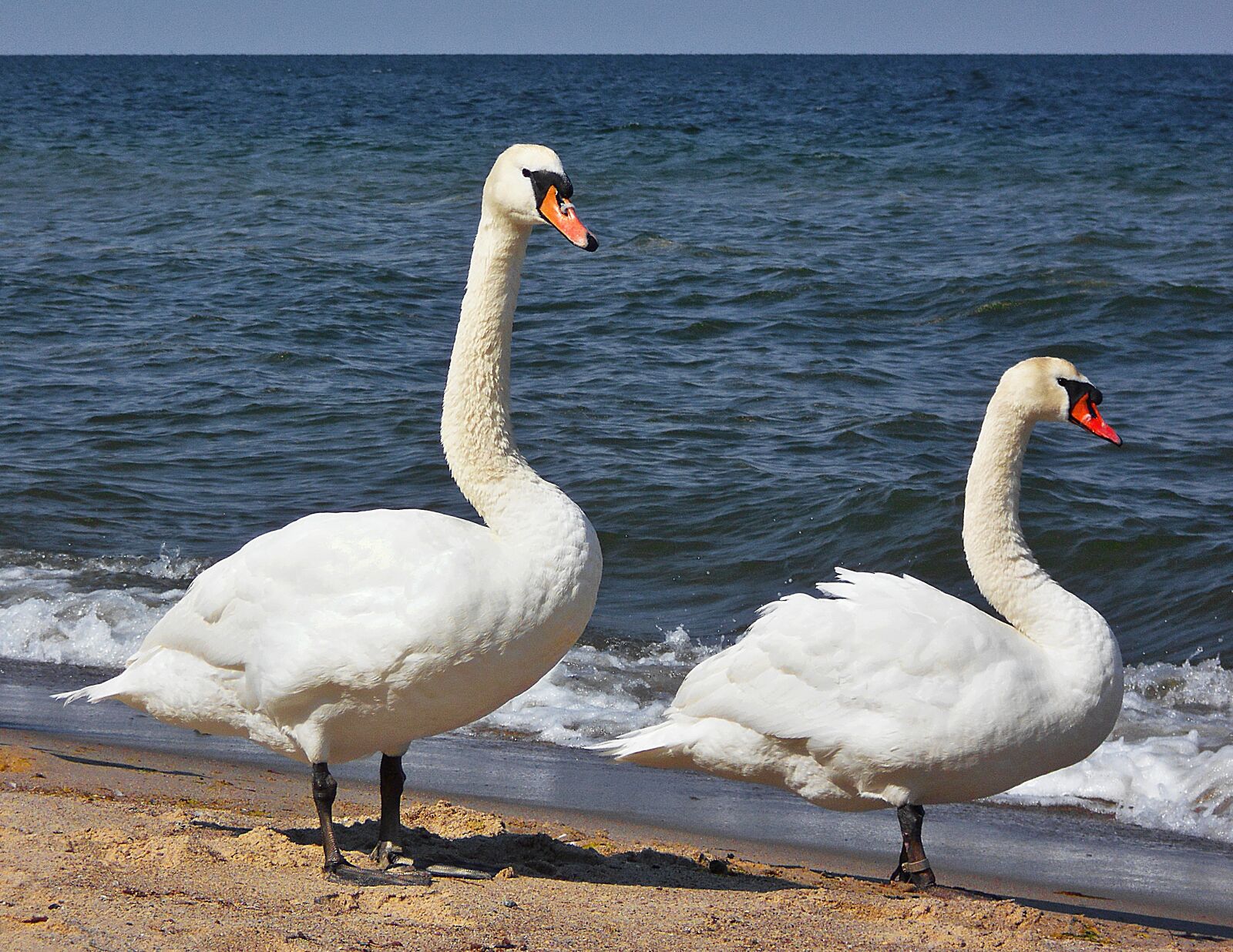 Nikon Coolpix S2900 sample photo. Swans, sea, the baltic photography