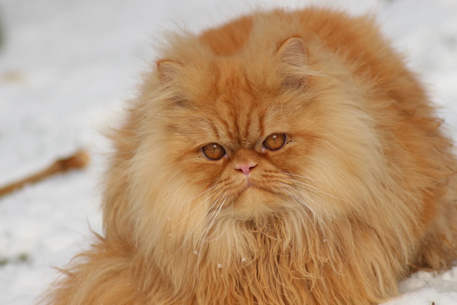 Canon EOS 700D (EOS Rebel T5i / EOS Kiss X7i) sample photo. Animal, cat, cute photography