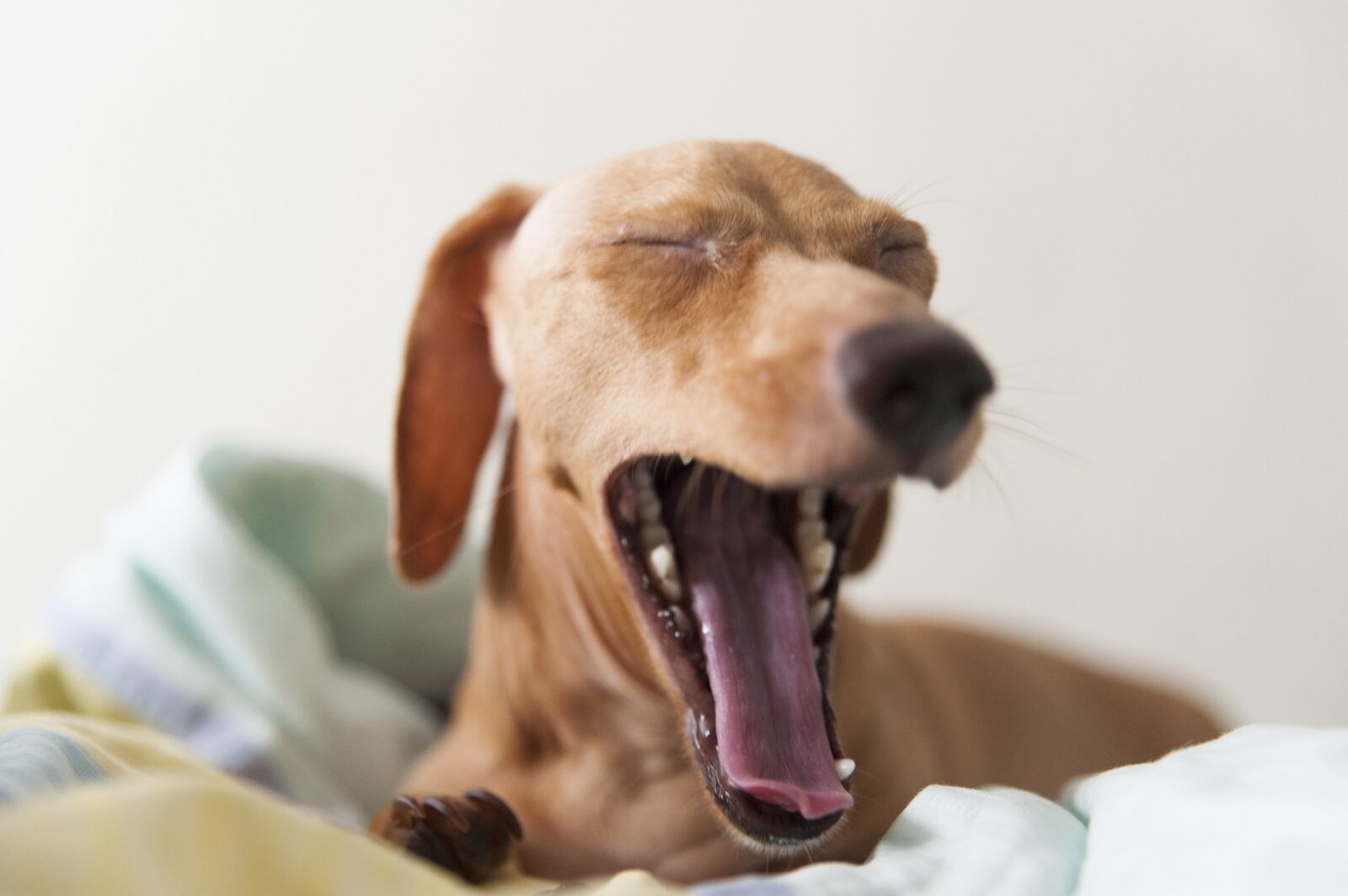 Nikon D700 sample photo. Dog, dachshund, yawning photography