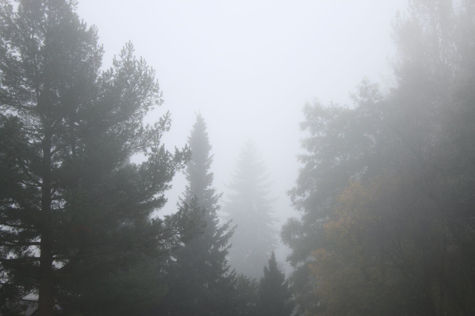 Canon EOS 70D sample photo. Fog, mist, forest photography