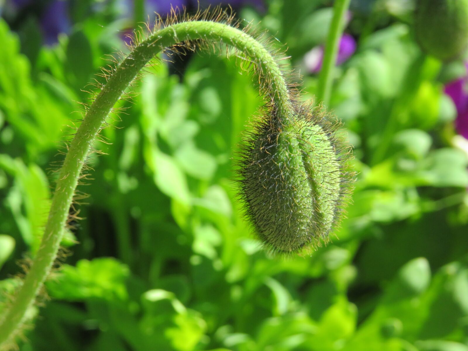 Canon PowerShot SX540 HS sample photo. Poppy, flower, capsule photography