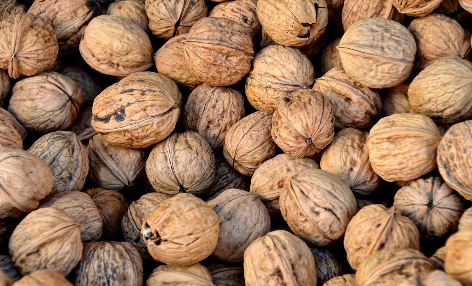 Nikon D3200 sample photo. Walnut, nuts, teaser photography