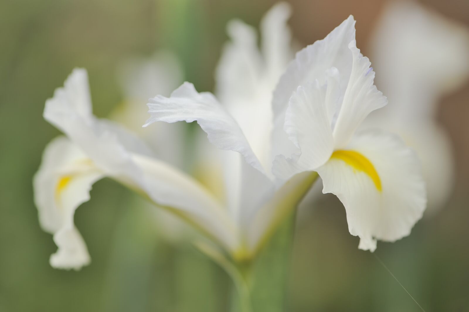 Nikon D700 sample photo. Iris, bloom, flower photography
