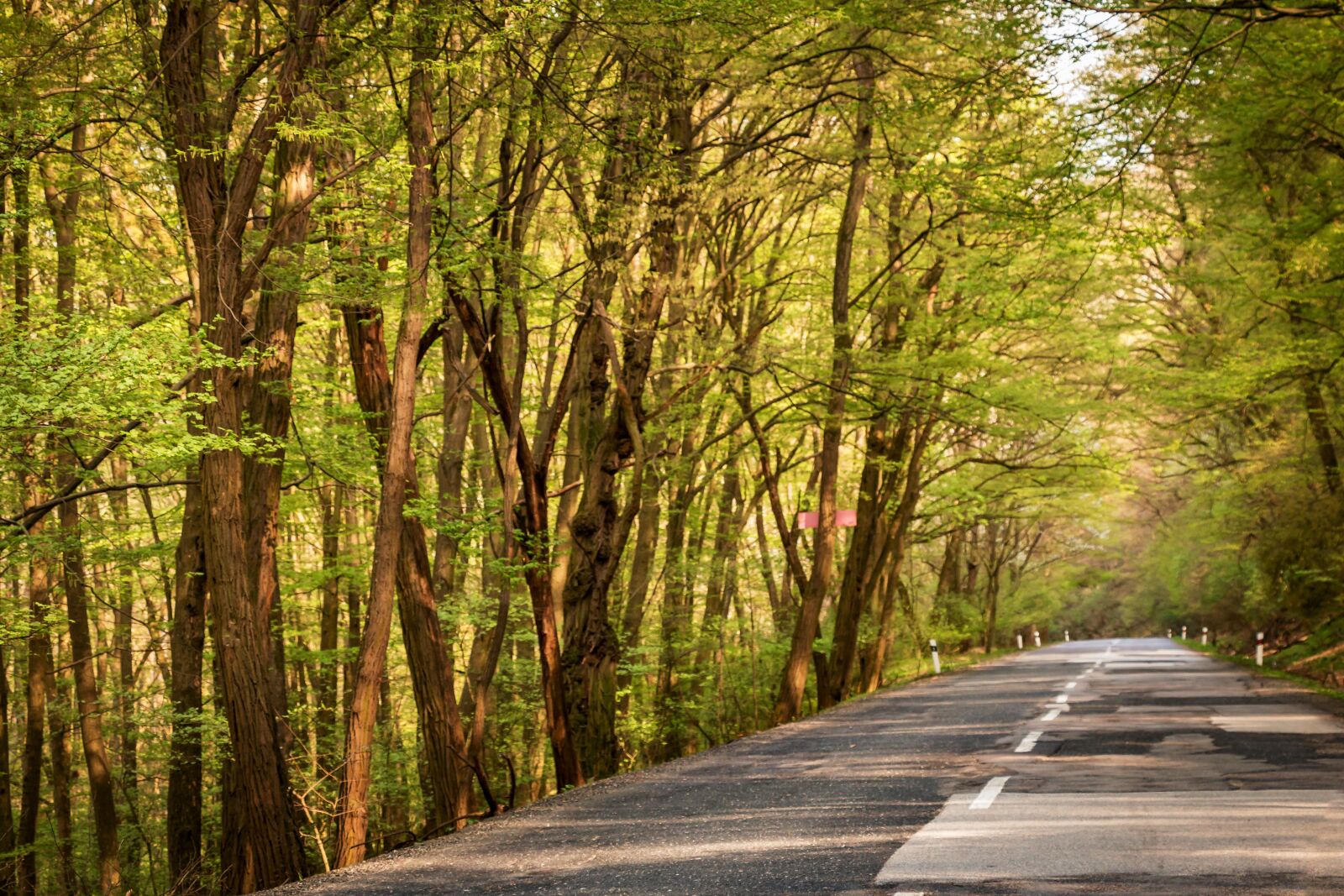 Canon EOS 70D sample photo. Path, trees, forest photography