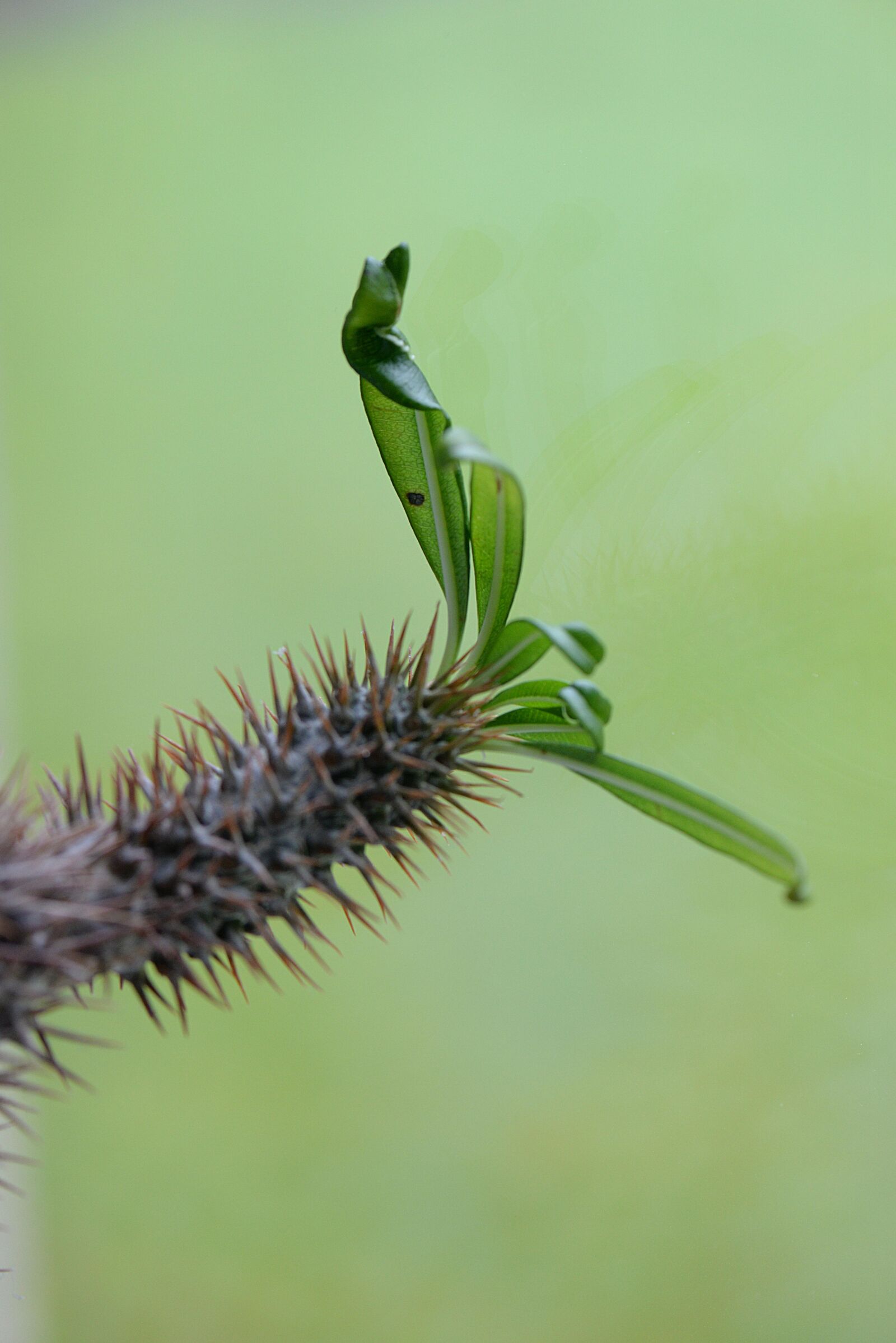 Nikon D610 sample photo. Cactus, leaves, prickly photography