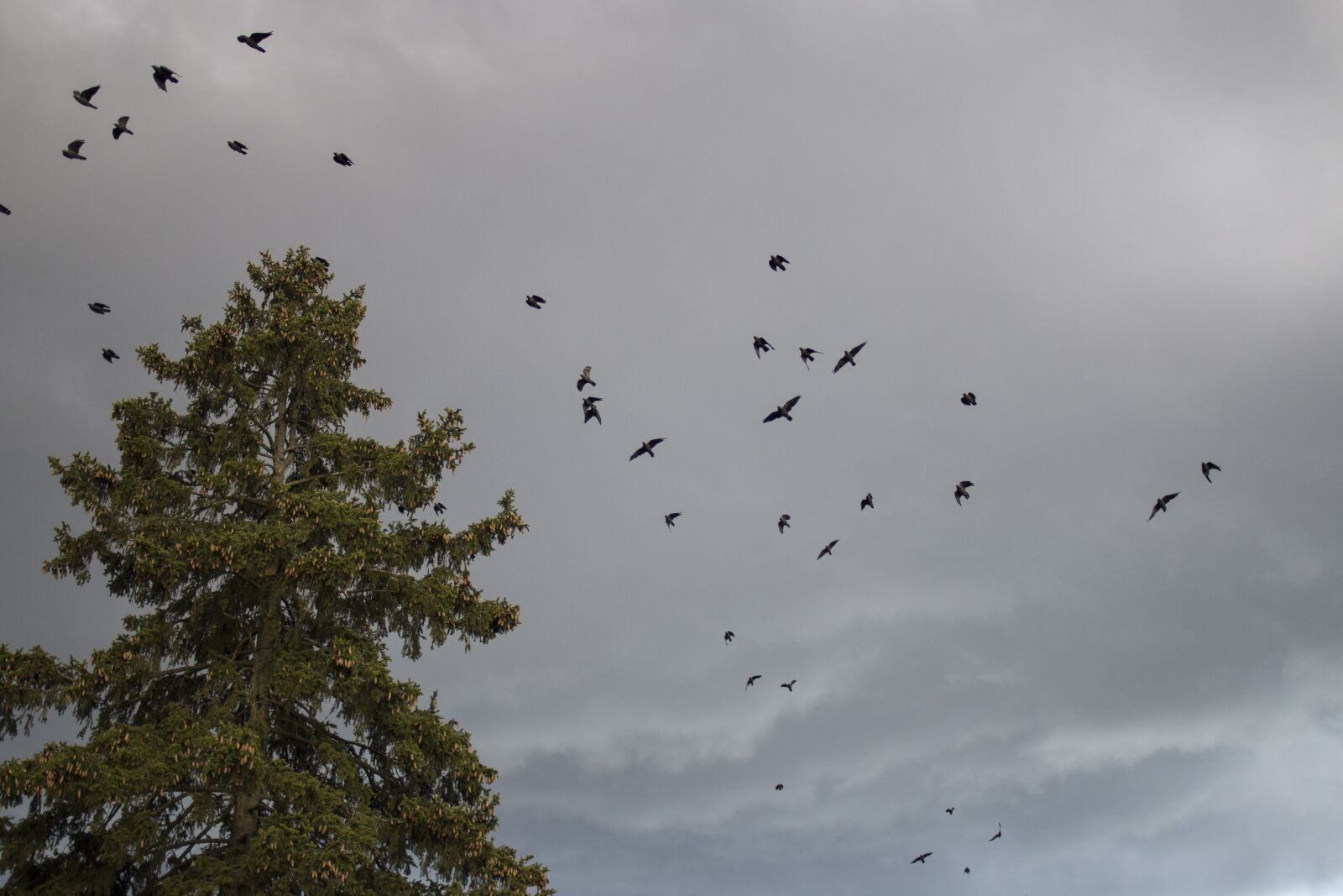 Canon EOS 70D + Canon EF 35mm F2 sample photo. Bird, sky, summer photography