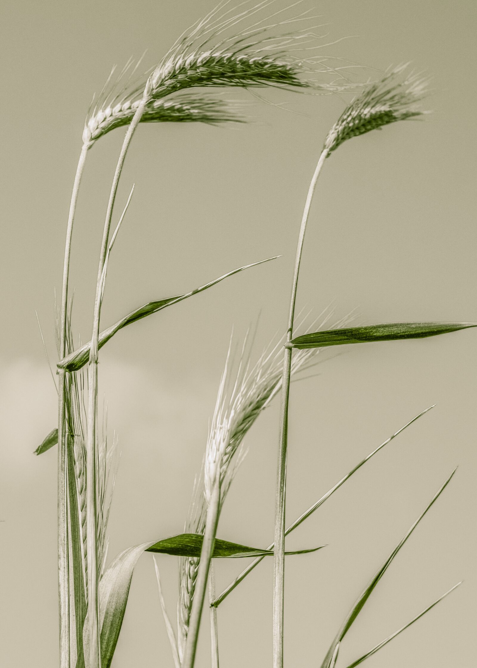 Nikon D3300 sample photo. Cereals, barley, agriculture photography