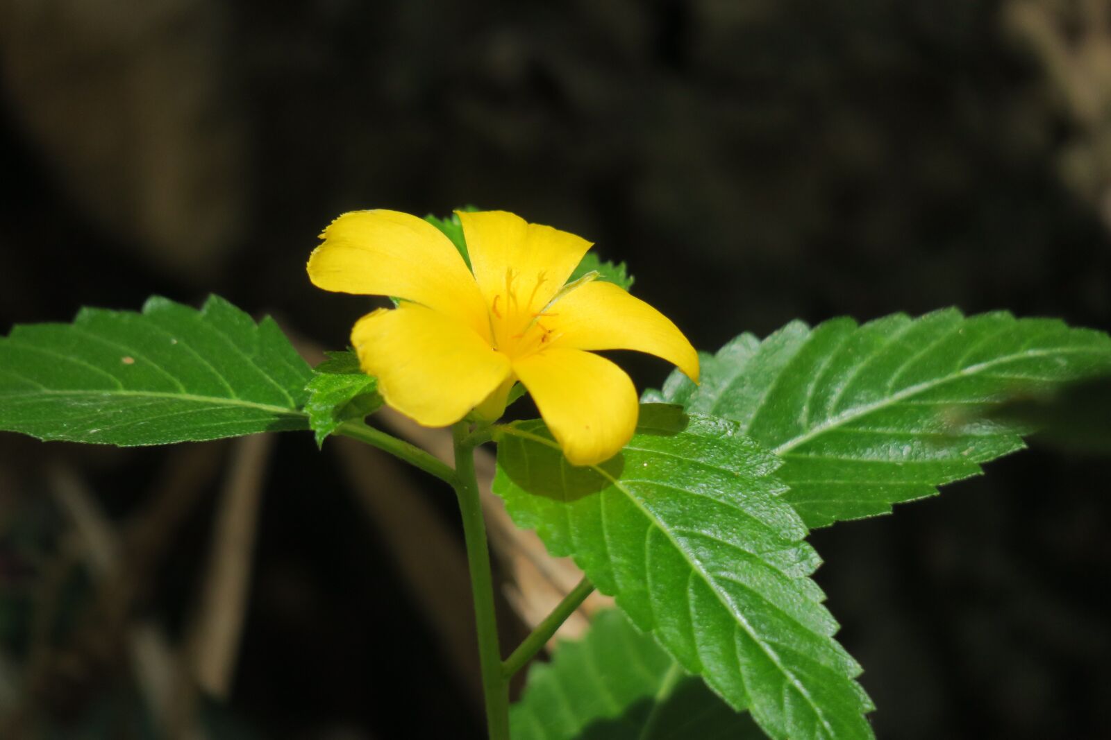 Canon PowerShot G3 X sample photo. Yellow clock, plant, yellow photography