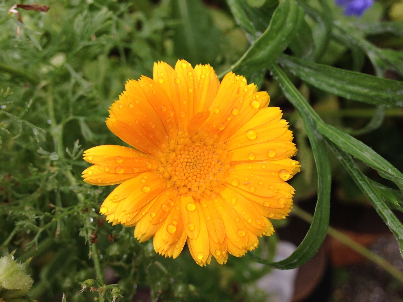 iPhone 5c back camera 4.12mm f/2.4 sample photo. Marigold, plant, yellow photography