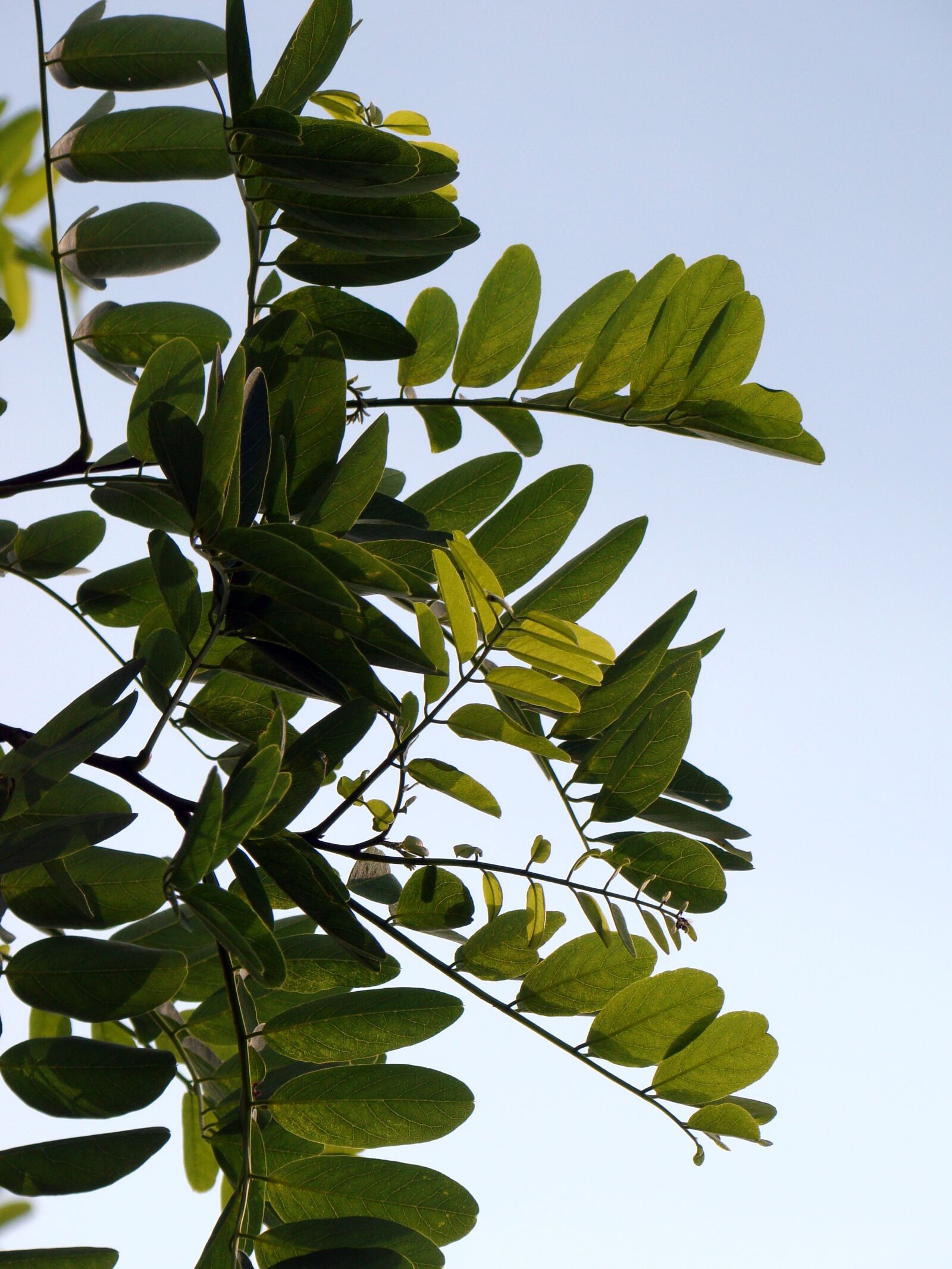 Sony Cyber-shot DSC-H50 sample photo. Foliage, twigs, plant photography