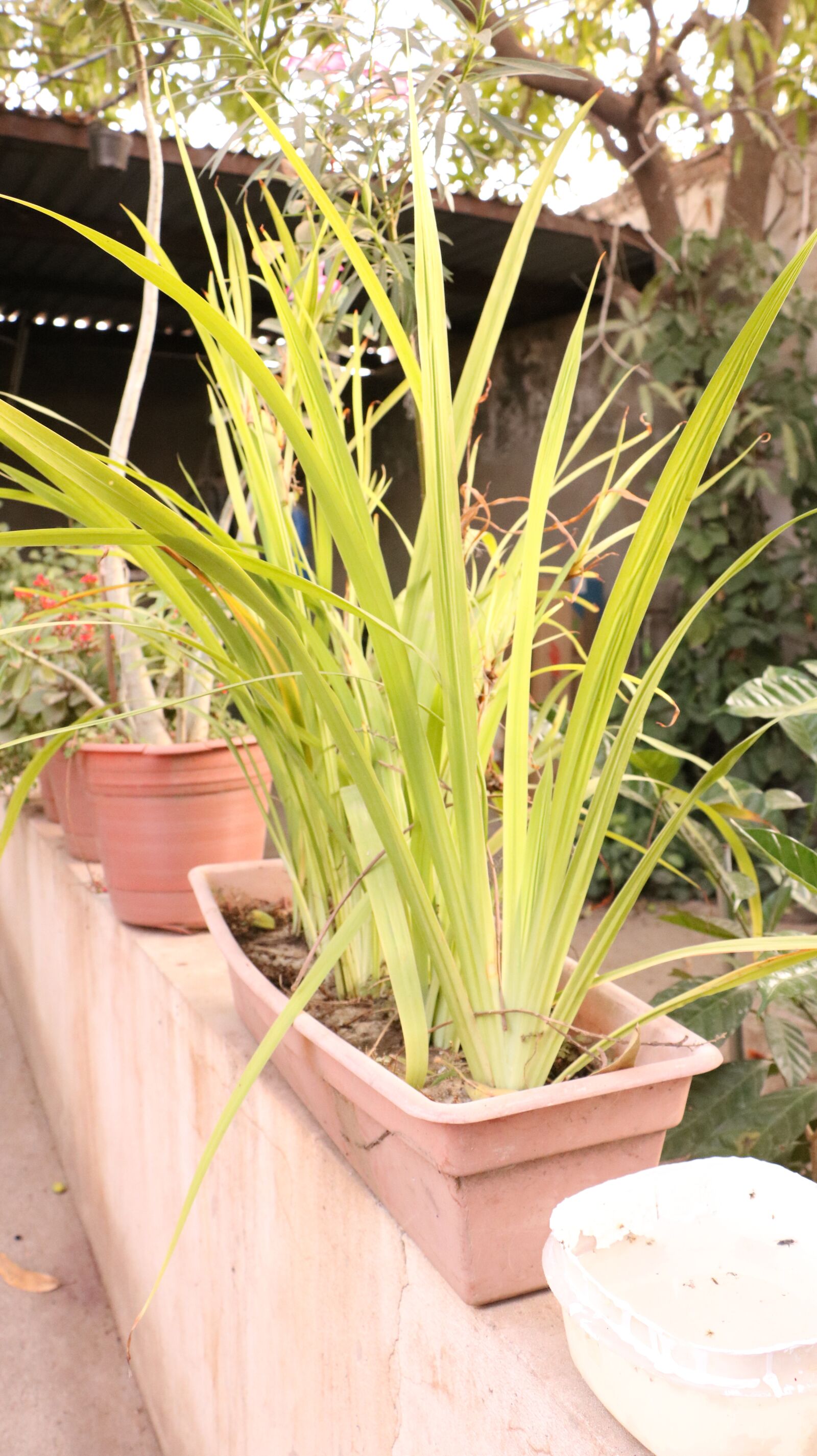 Canon EOS 750D (EOS Rebel T6i / EOS Kiss X8i) sample photo. Garden, plant, nature photography