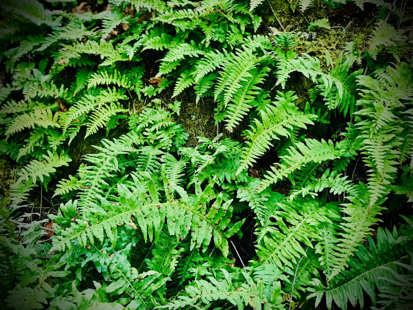 Apple iPhone 7 Plus sample photo. Ferns, plants, green photography