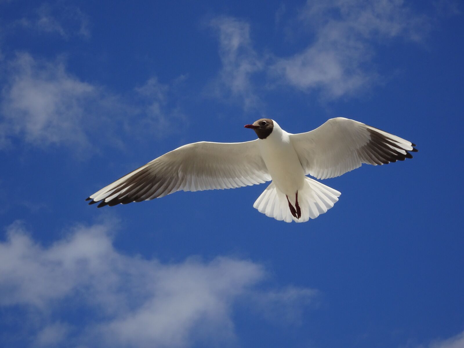 Sony Cyber-shot DSC-WX500 sample photo. Gull, sky, seagull photography