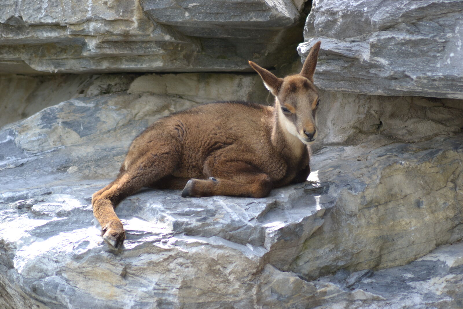 Nikon D3100 sample photo. Alps, baby, buck, close photography