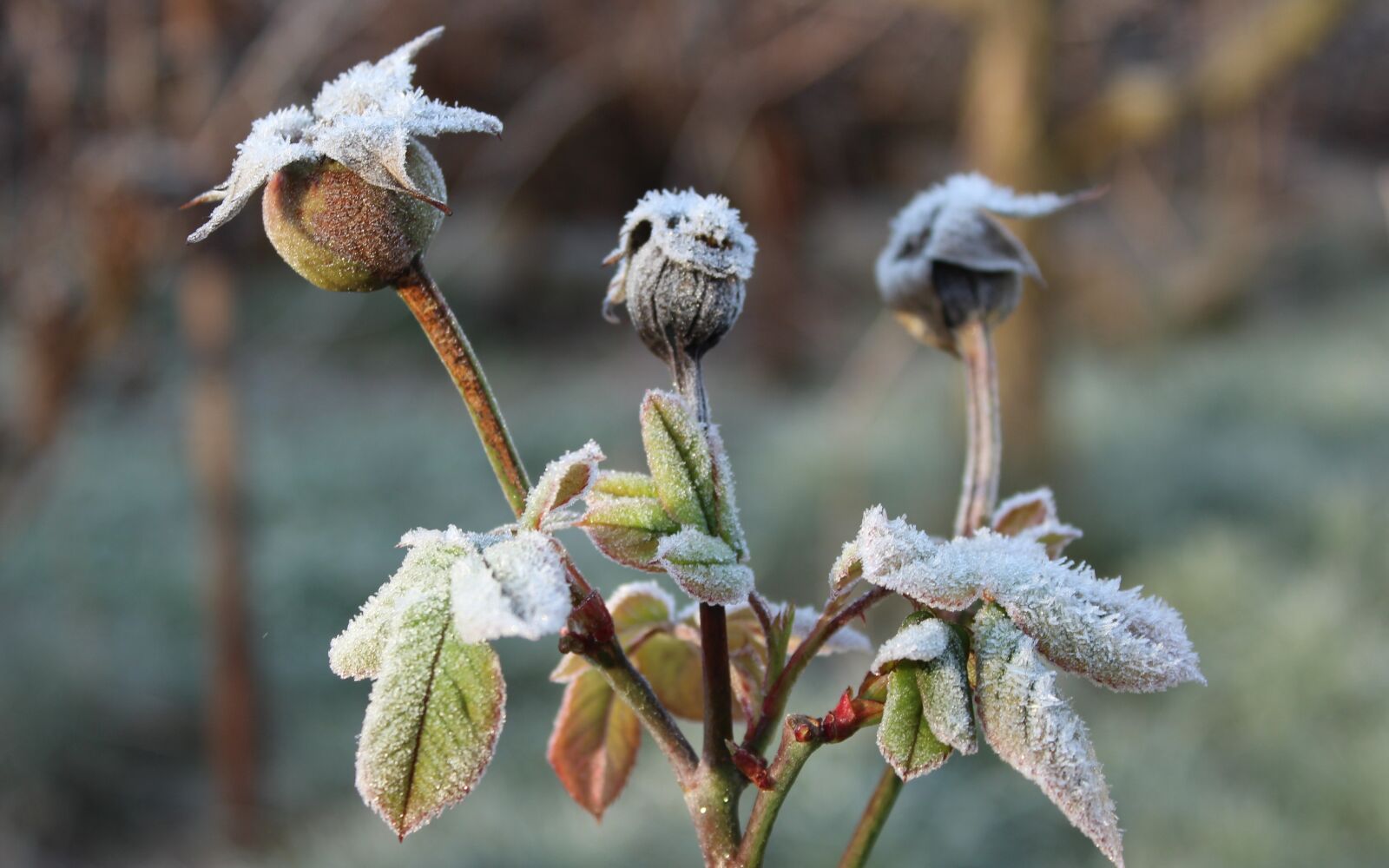 Canon EOS 1200D (EOS Rebel T5 / EOS Kiss X70 / EOS Hi) sample photo. Rose, bush, winter photography