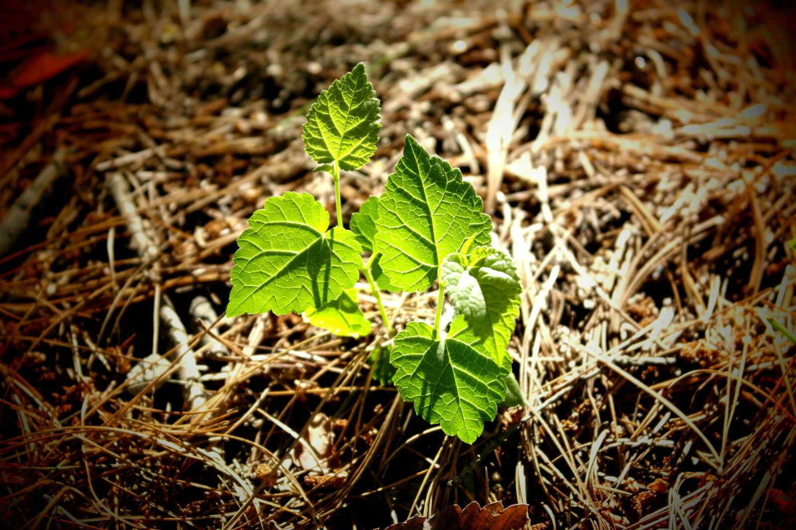 Samsung NX1000 sample photo. Life, nature, abstract photography
