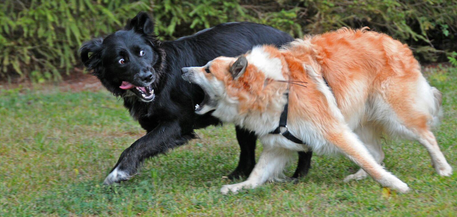 Nikon D300S sample photo. Dogs, iceland dog, turbulent photography