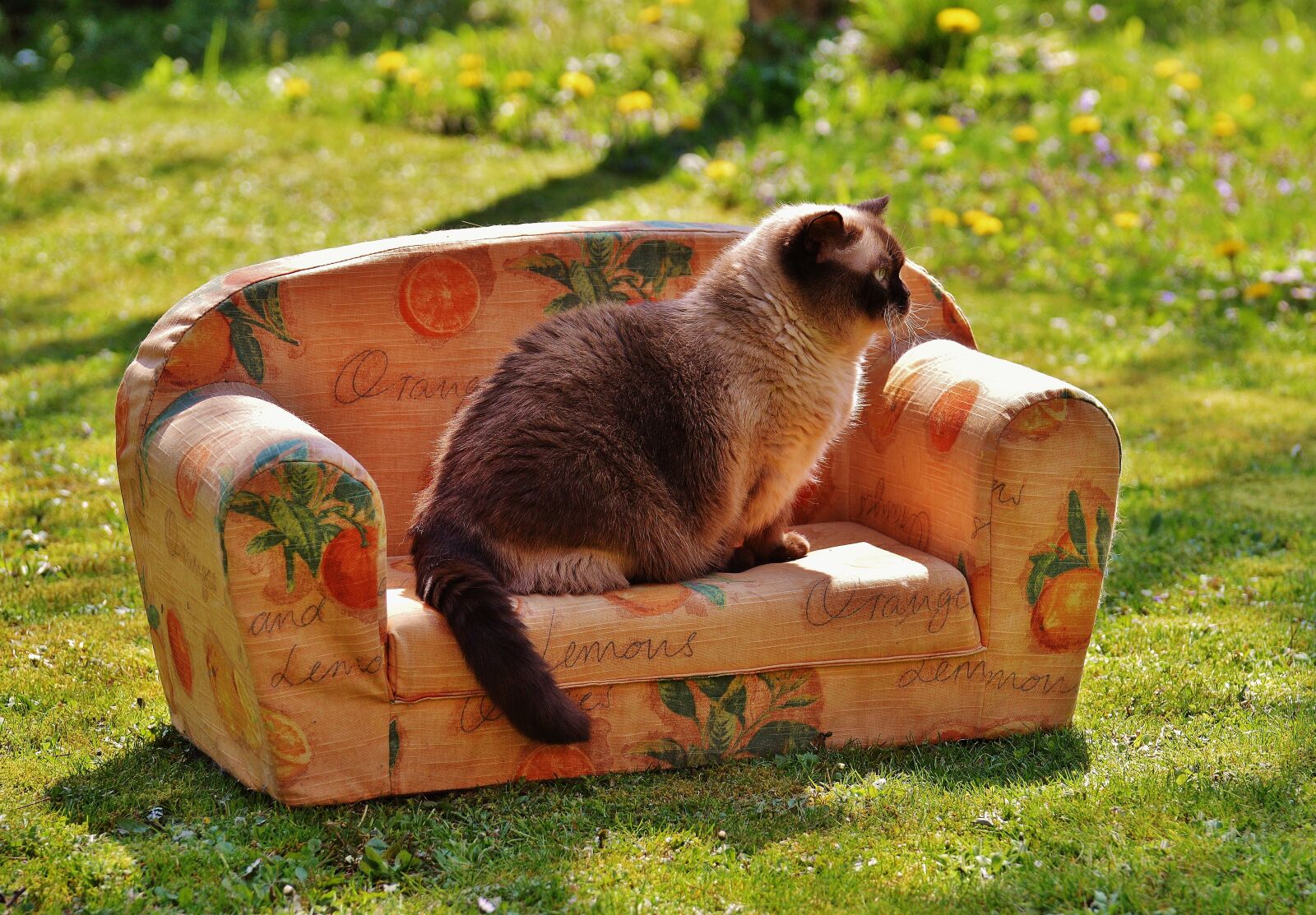 Nikon D3200 sample photo. Sofa, couch, cat photography