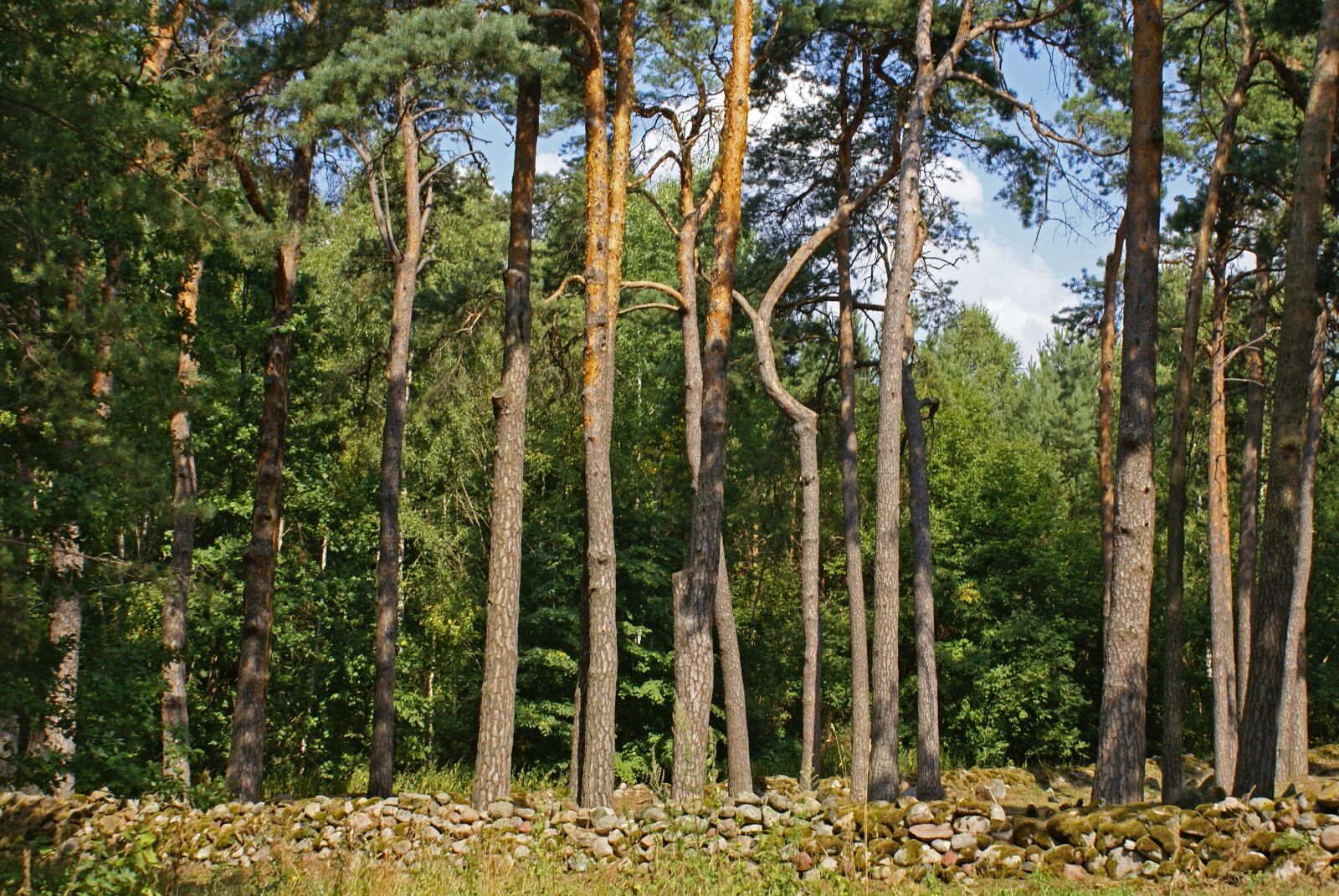 Sony Alpha DSLR-A100 sample photo. Tree, forest, green photography