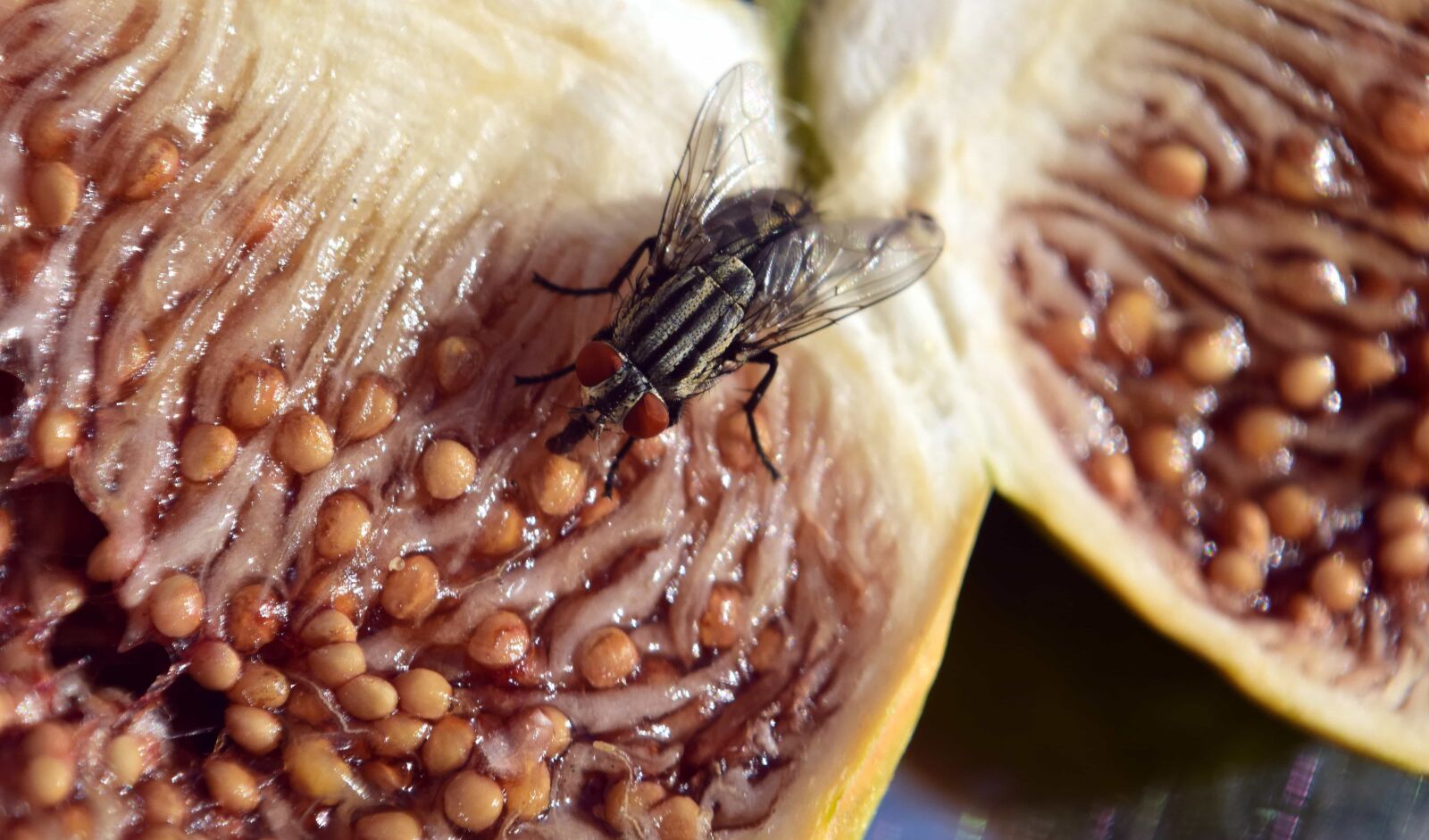 Nikon D3300 sample photo. Food, sweet, fig, insect photography