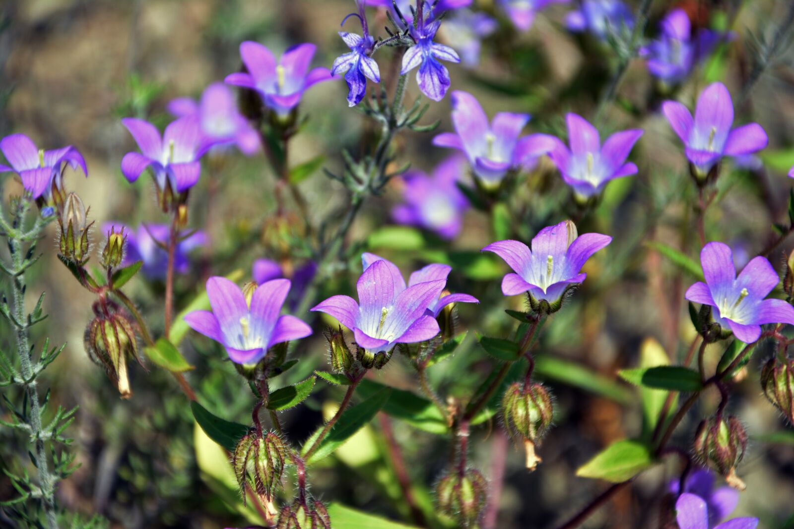 Nikon D7100 sample photo. Wildflowers, the bluebells, spring photography