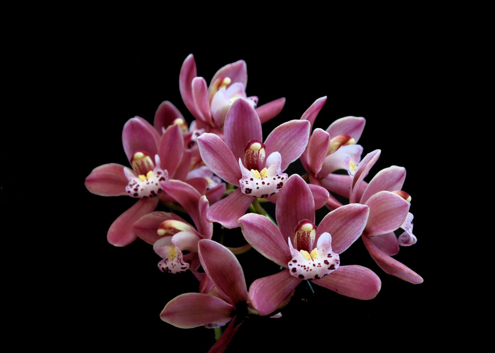 Canon EOS 650D (EOS Rebel T4i / EOS Kiss X6i) sample photo. Orquidea, flower, cimbindium photography
