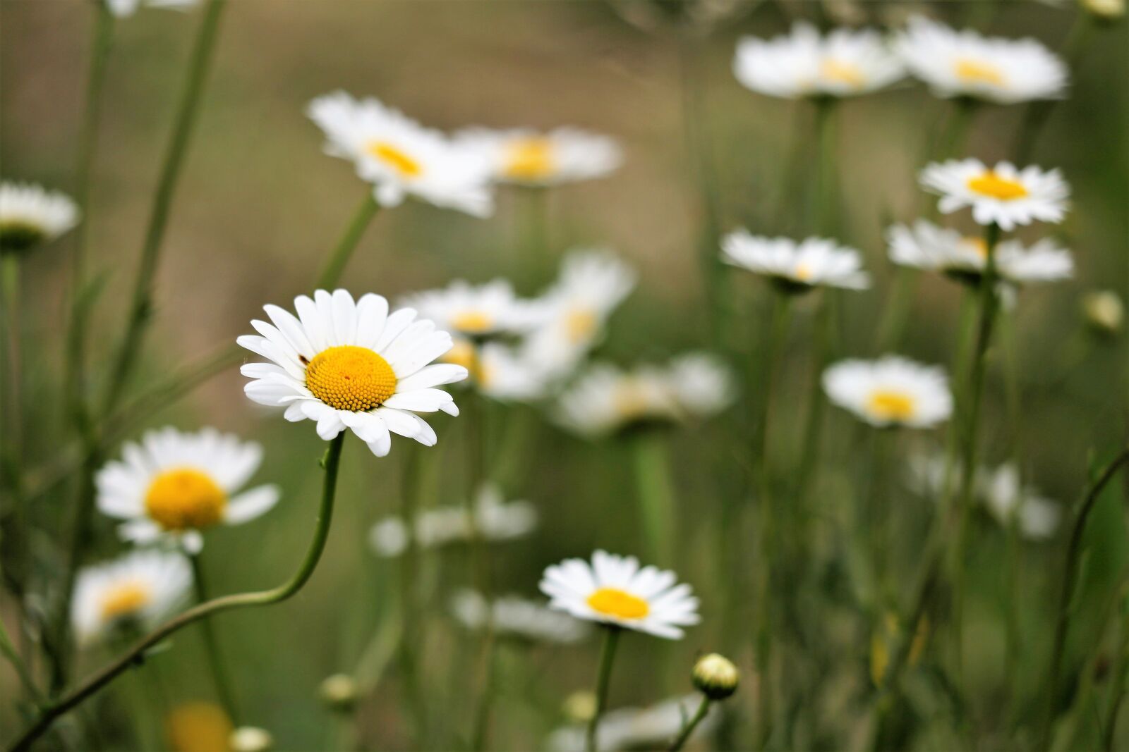 Canon EOS 6D + Canon EF 70-300 F4-5.6 IS II USM sample photo. Daisy, flower, blooming photography
