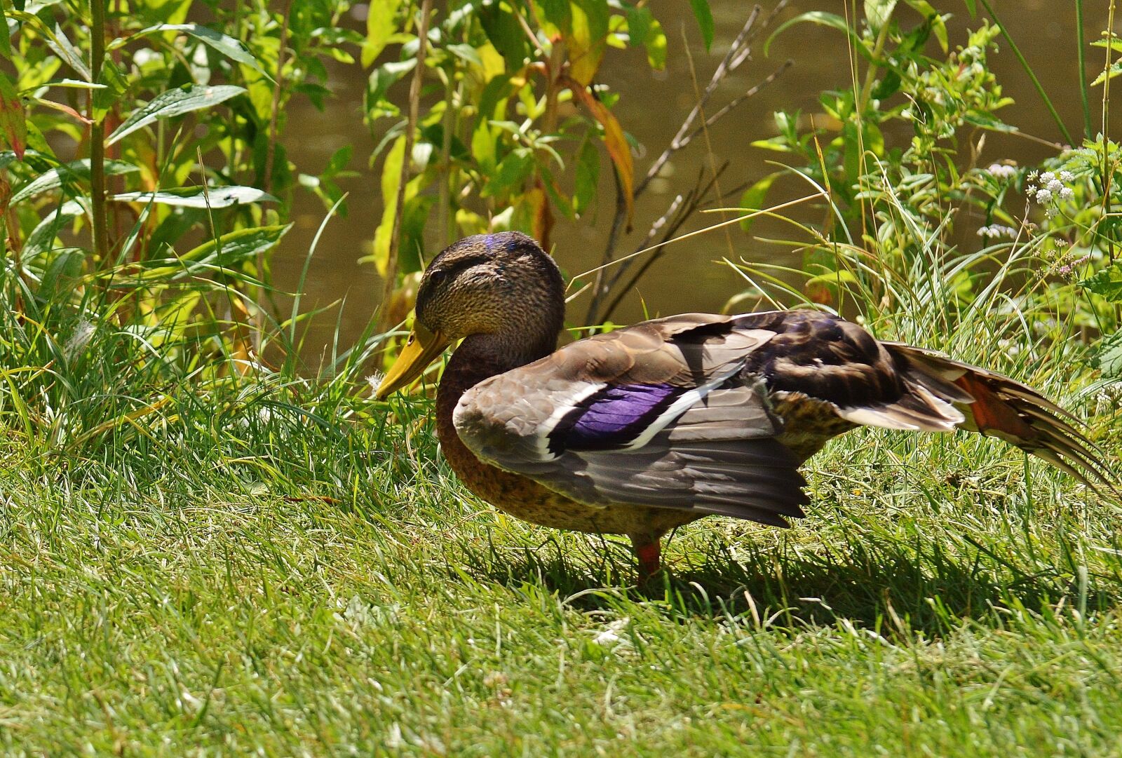 Nikon D3200 sample photo. Duck, water bird, poultry photography