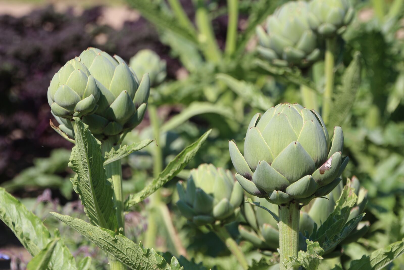Canon EOS 650D (EOS Rebel T4i / EOS Kiss X6i) sample photo. Artichokes, vegetables, plant photography