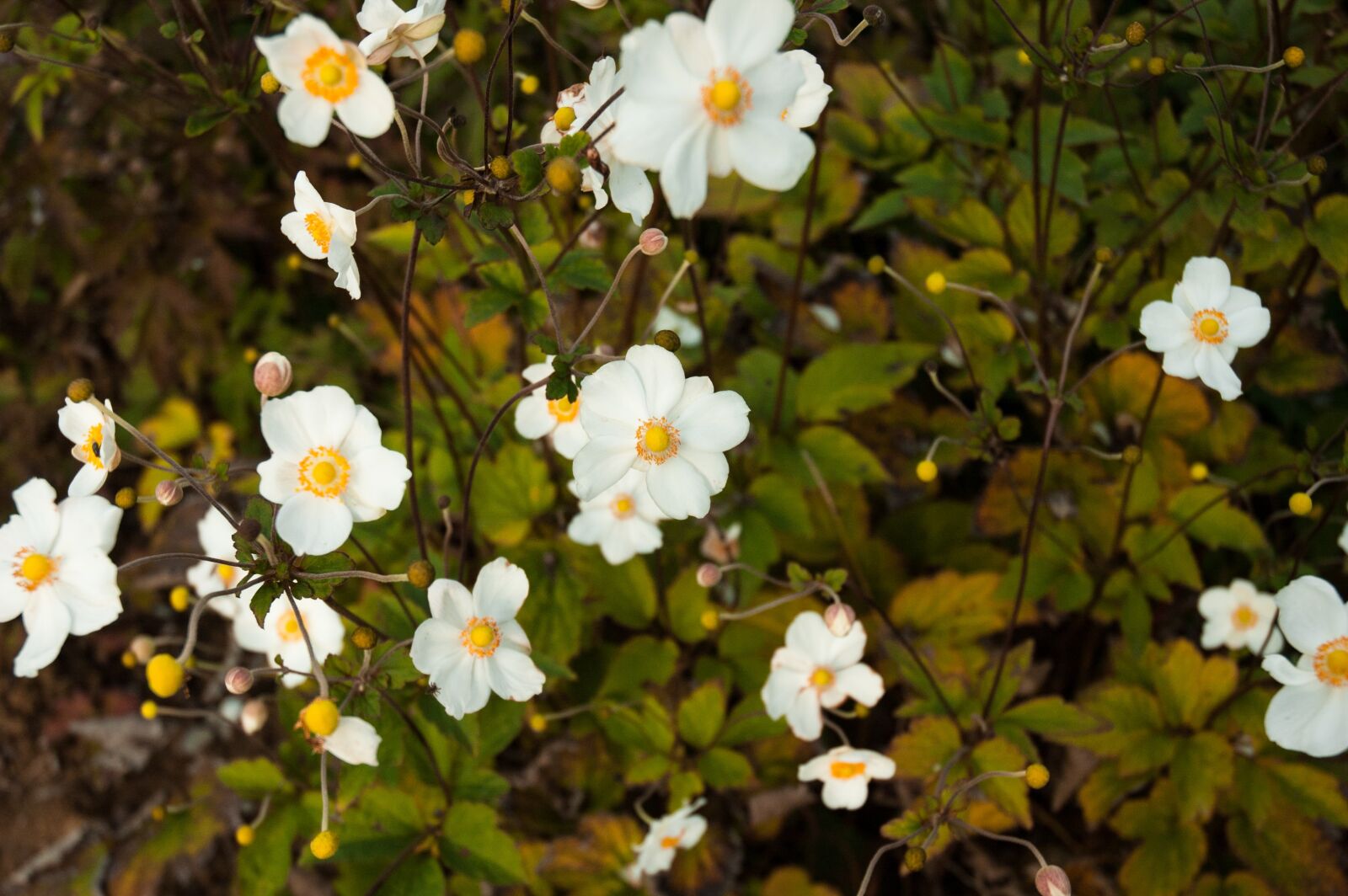 Nikon D70 sample photo. Flower, nature, flowers photography