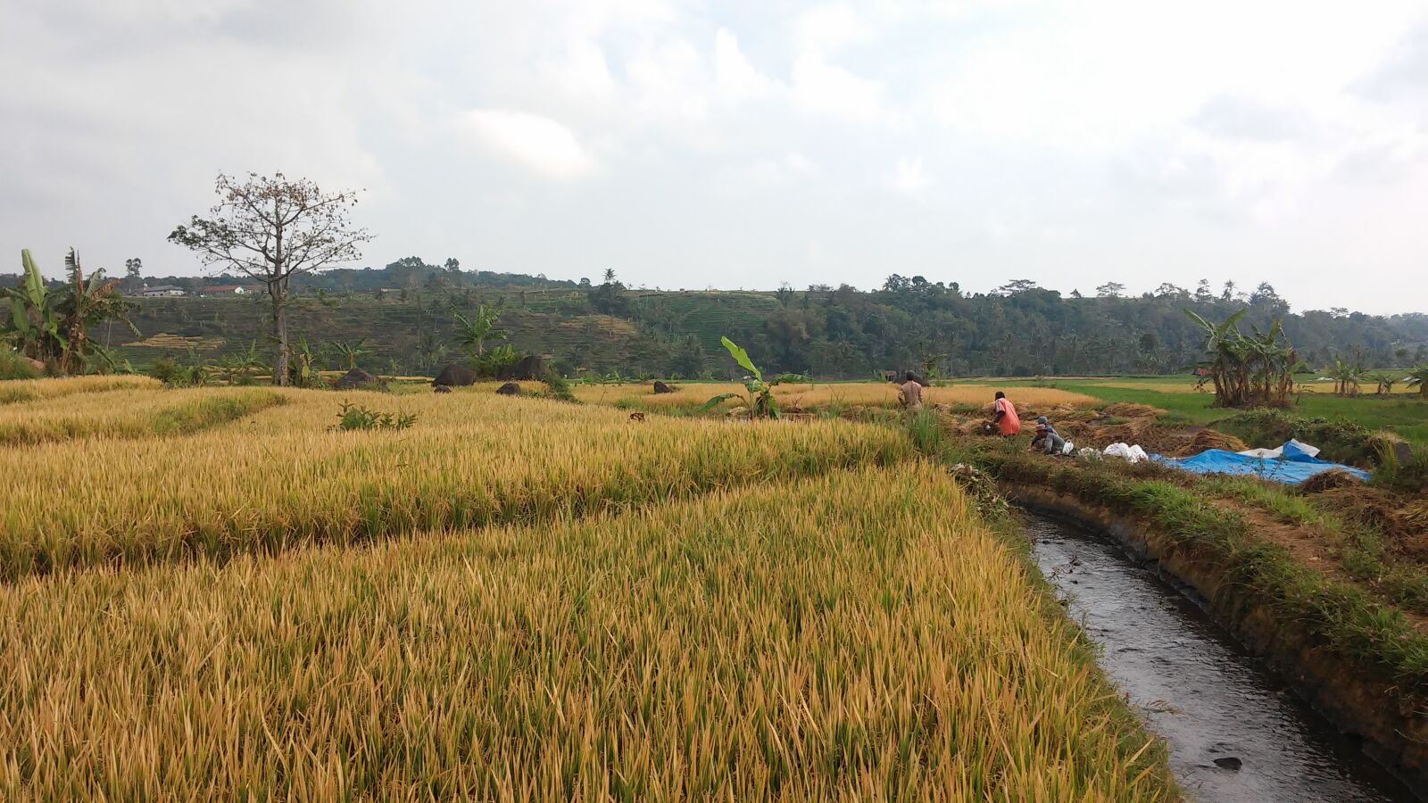 LG G2 MINI sample photo. Rice field, paddy, indonesia photography