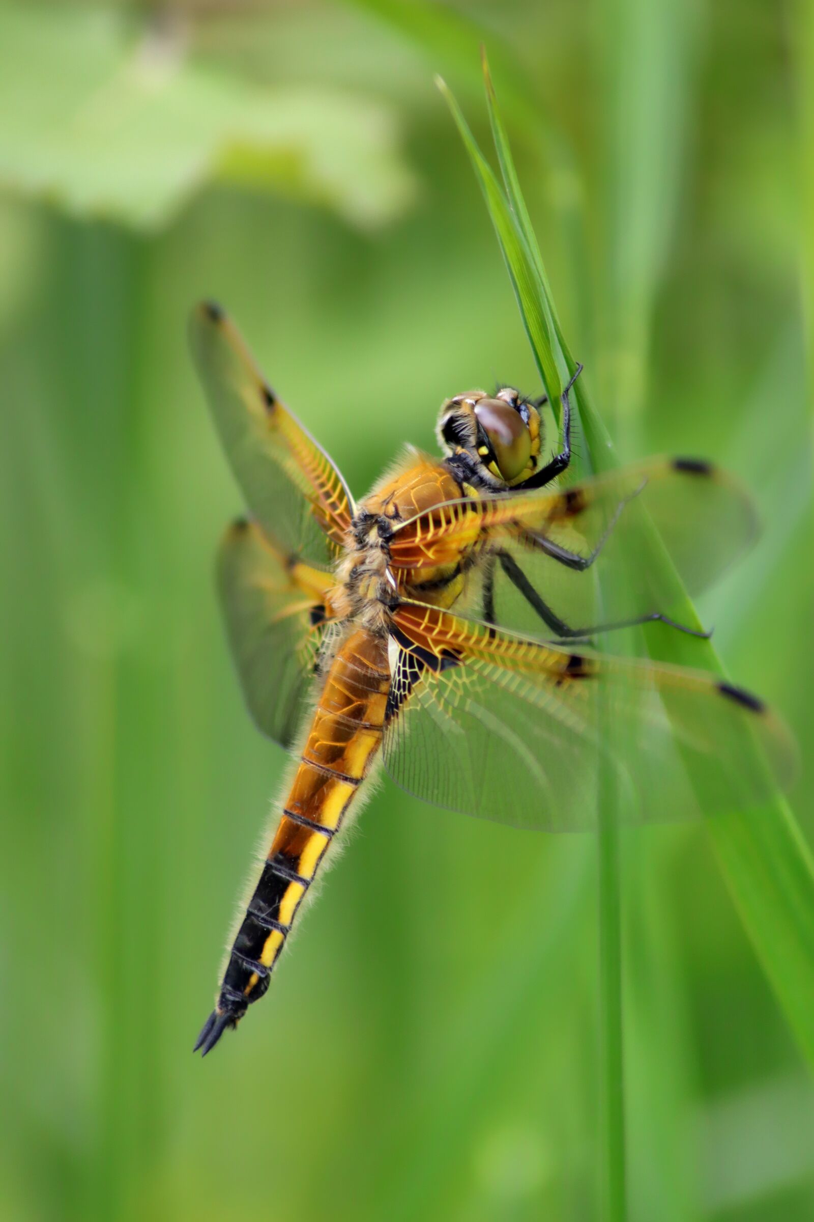 Canon EOS 77D (EOS 9000D / EOS 770D) sample photo. Dragonfly, four patch, insect photography