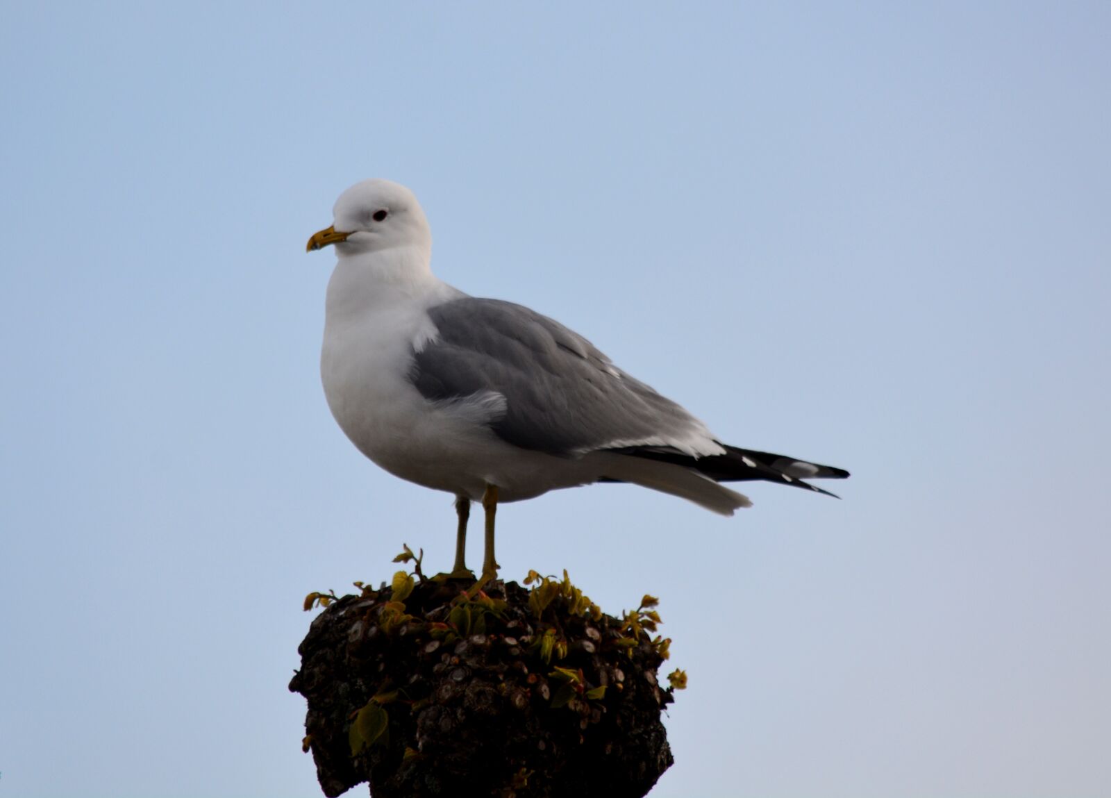 Nikon D7100 sample photo. Animal, seagull, bird photography