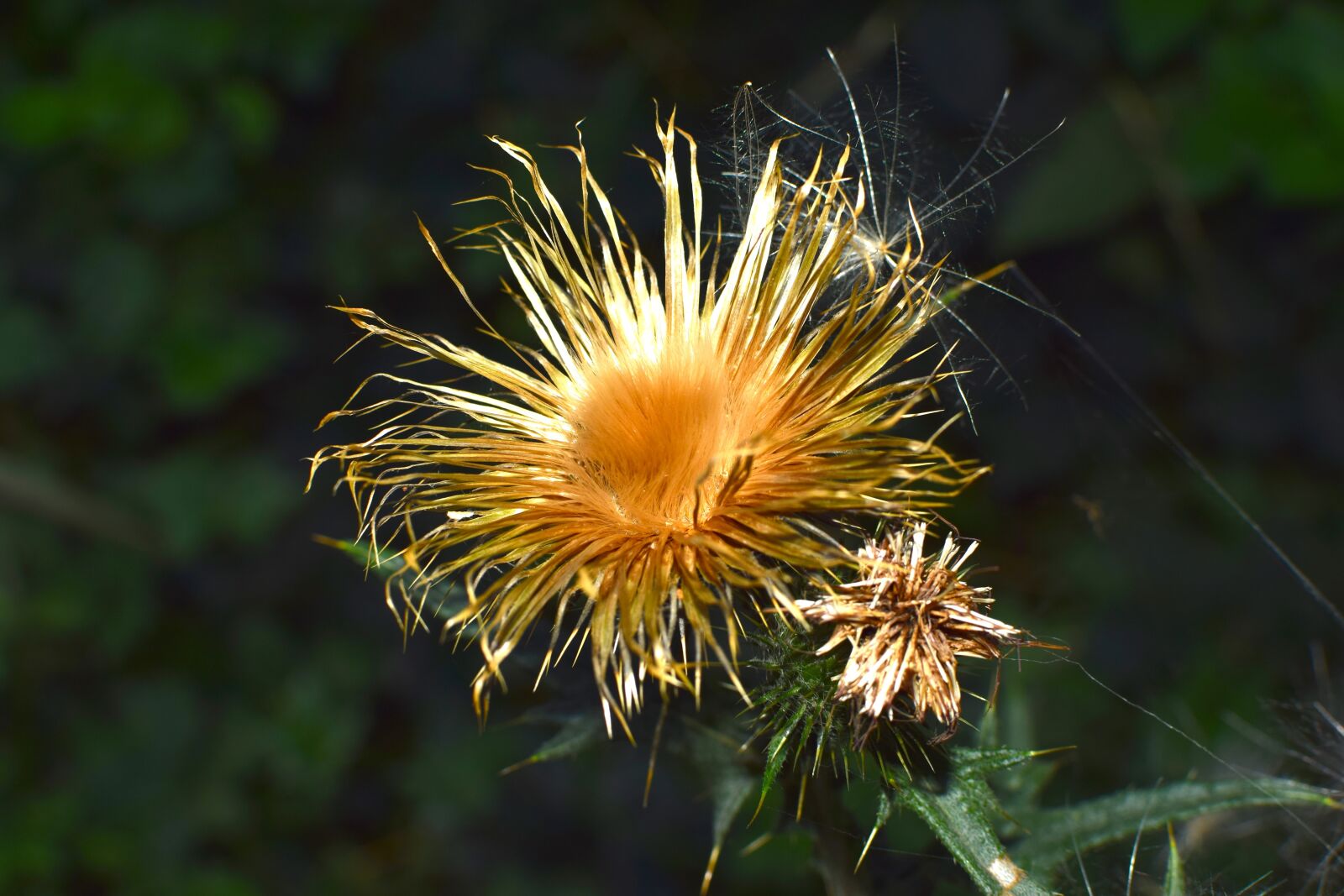 Nikon D5300 sample photo. Thistle, dry, seeds was photography