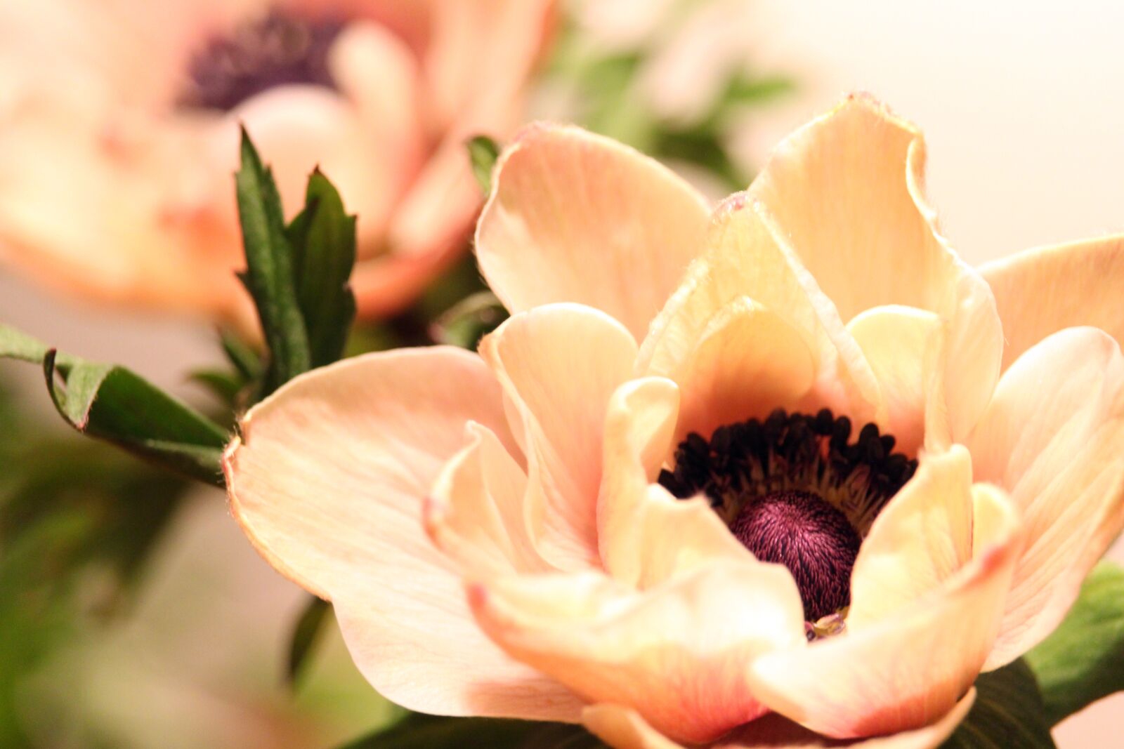 Canon EF-S 55-250mm F4-5.6 IS STM sample photo. Annemone, flower, tender photography
