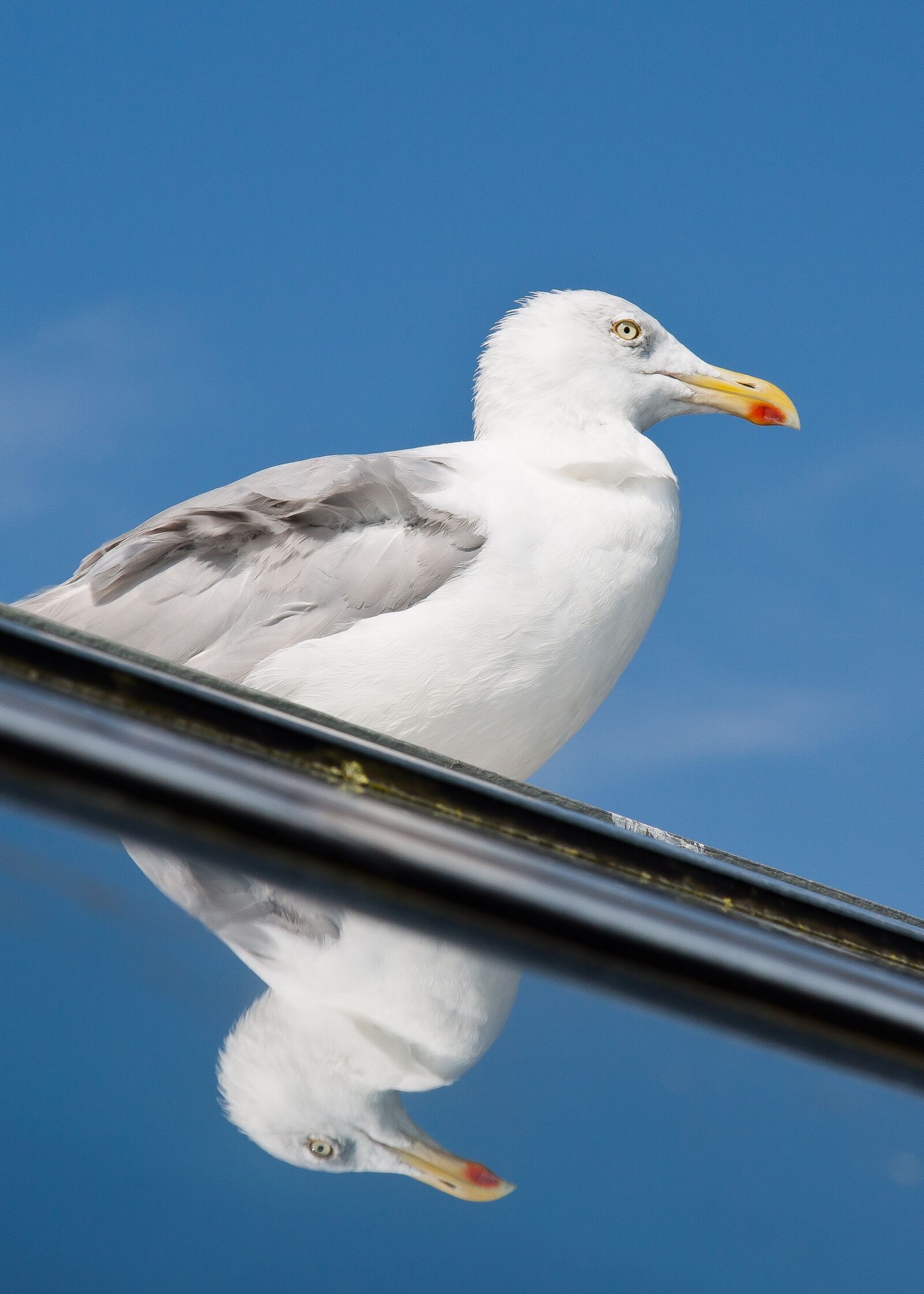 Canon EOS 50D + Canon EF 24-105mm F4L IS USM sample photo. Seagull, mirror, vain photography