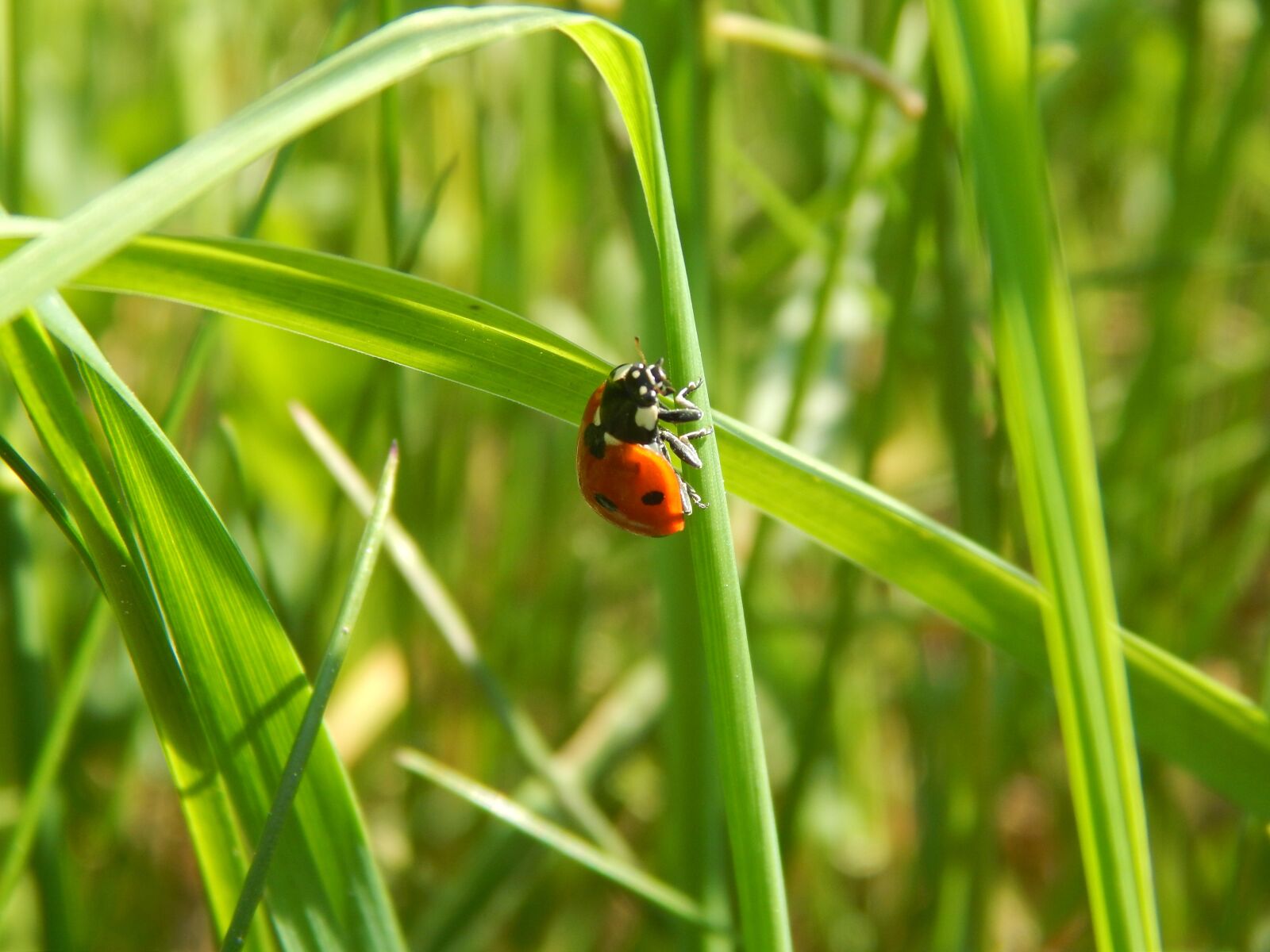Nikon Coolpix L820 sample photo. Beetle, luck, animals photography