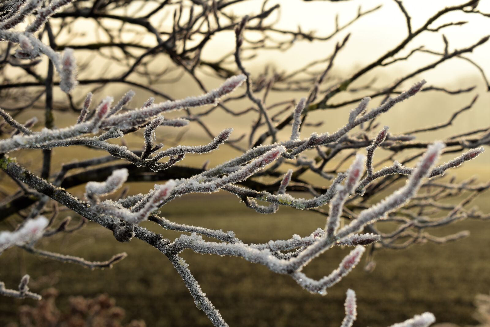 Nikon D5500 sample photo. Tree, branch, frost photography