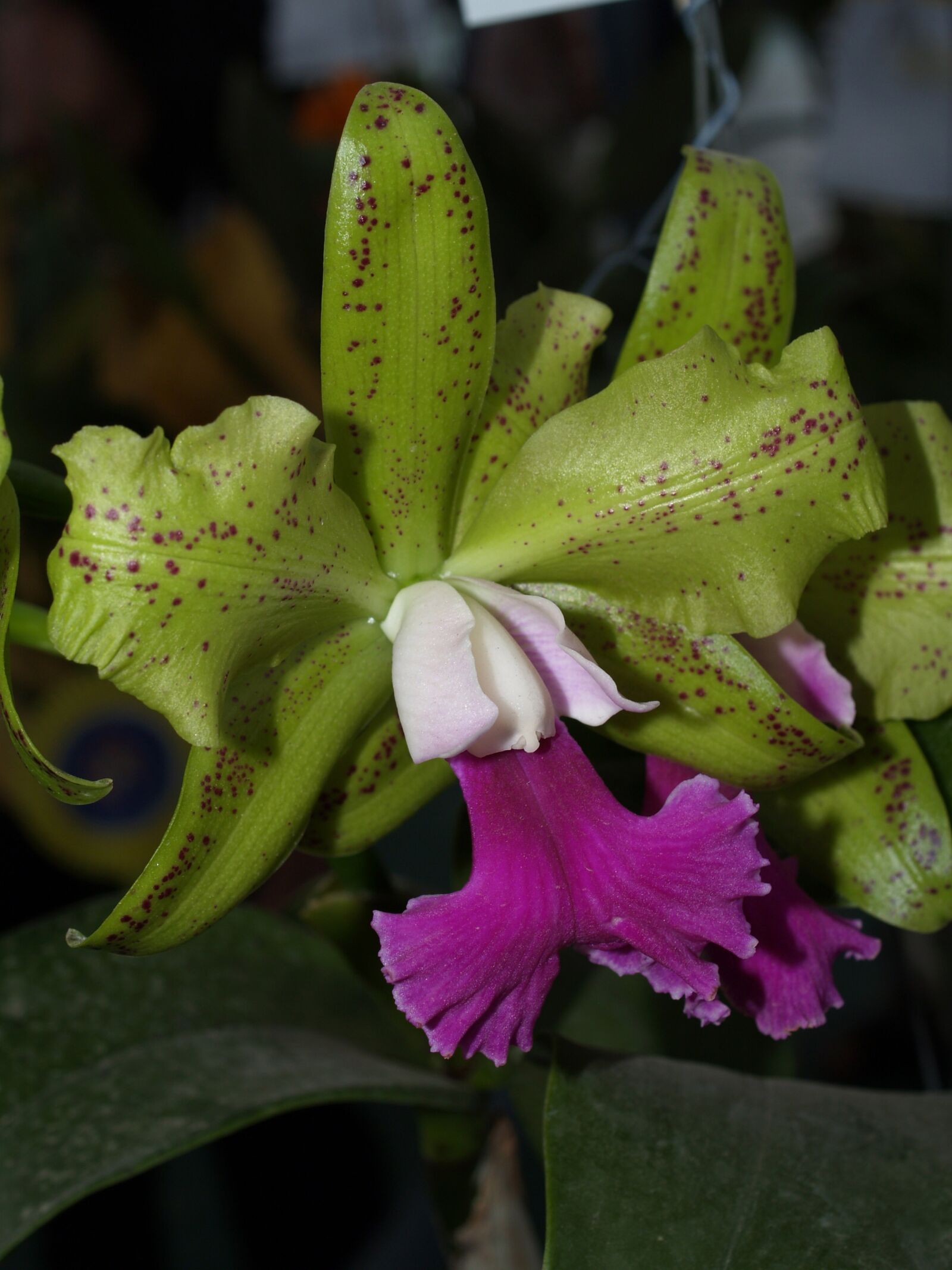 Olympus E-300 (EVOLT E-300) sample photo. Orchid, flower, bright photography