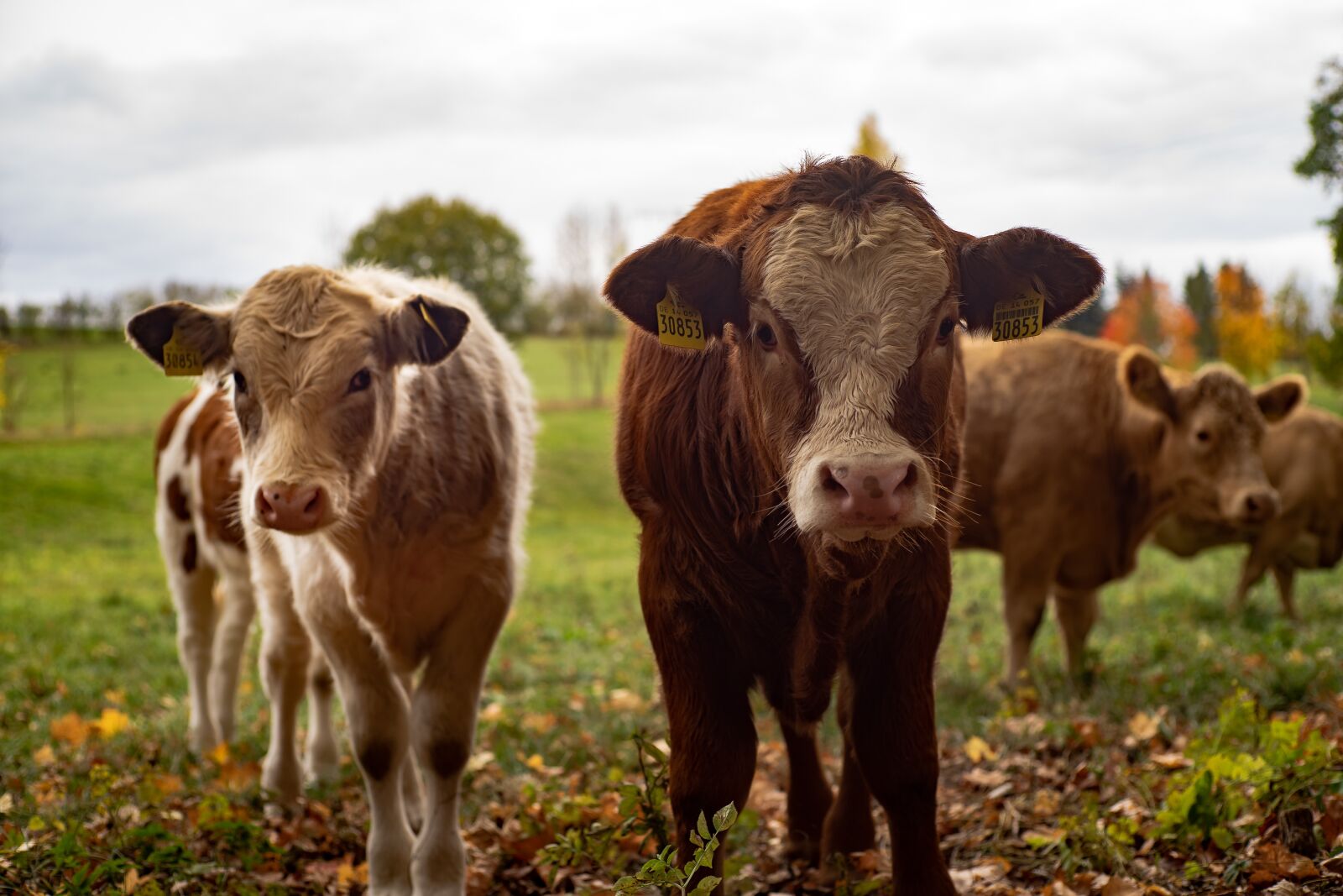 Sony a7 II + Sony DT 50mm F1.8 SAM sample photo. Cows, cattle, farm photography