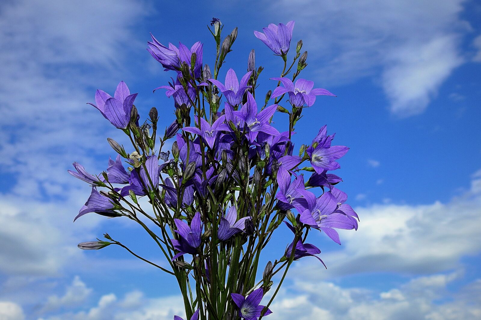 Nikon Coolpix P900 sample photo. Flowers, the beasts of photography