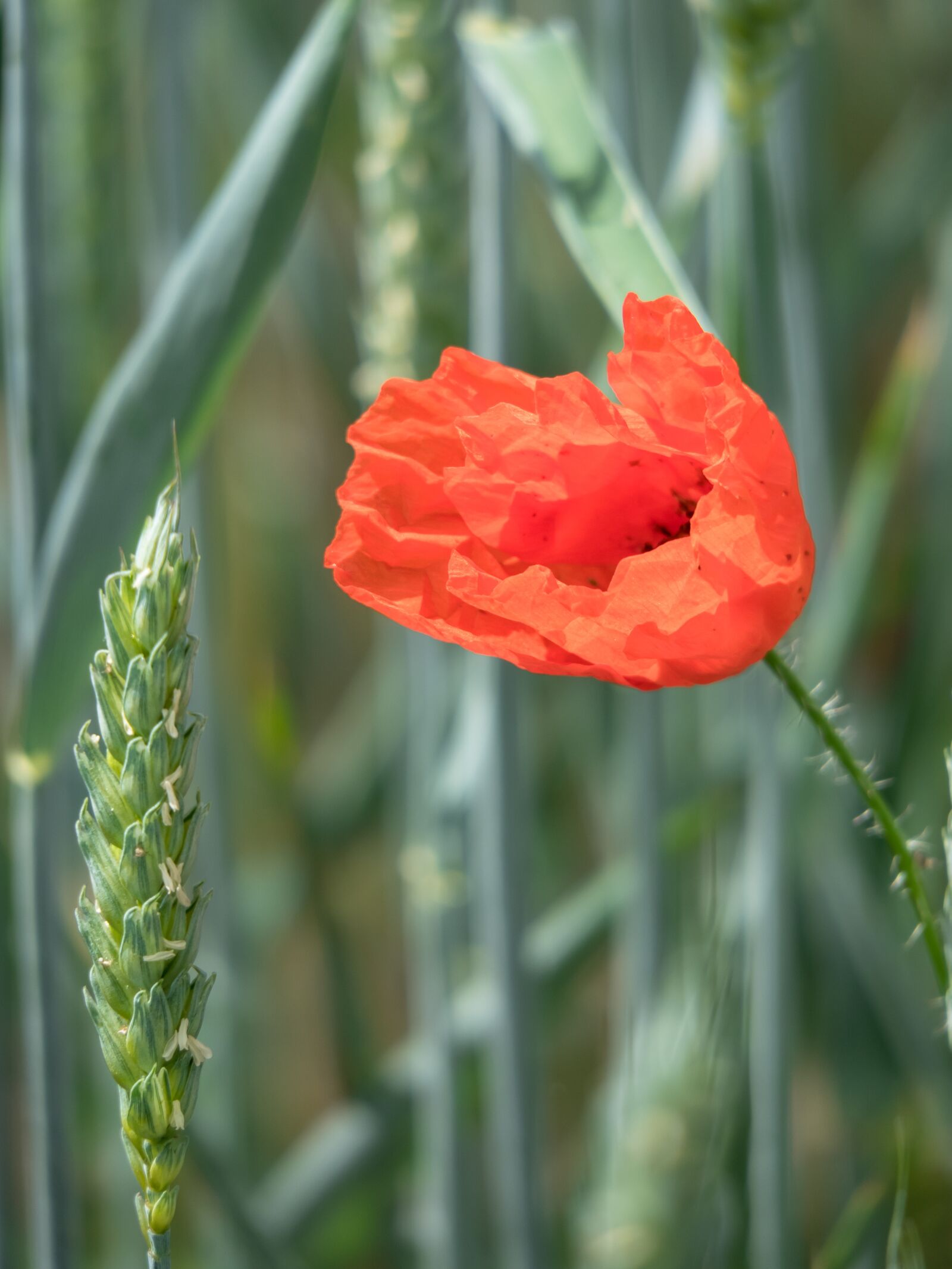 Canon PowerShot G3 X sample photo. Poppy, wheat, blossom photography