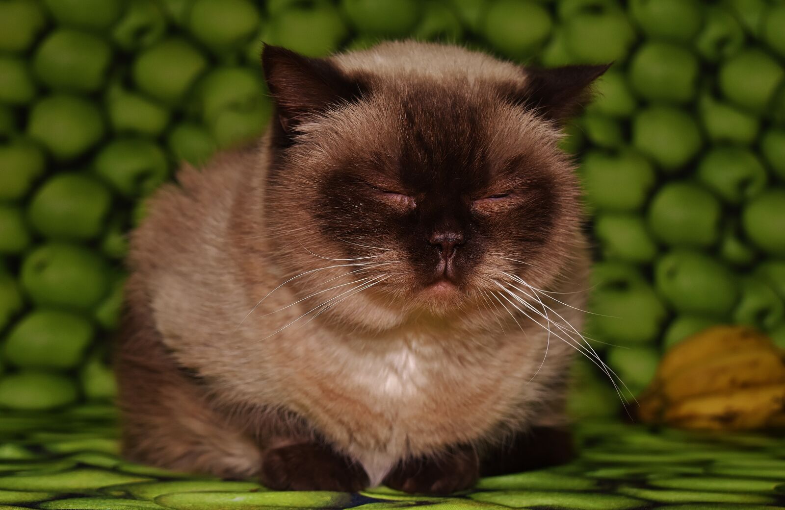 Nikon D7200 sample photo. Cat, tired, british shorthair photography