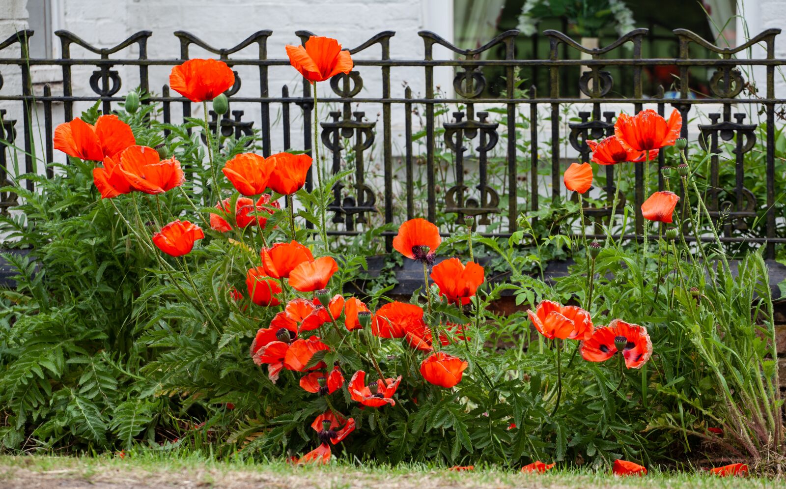 Canon EF 70-200mm F4L USM sample photo. Poppies, poppy, remembrance photography