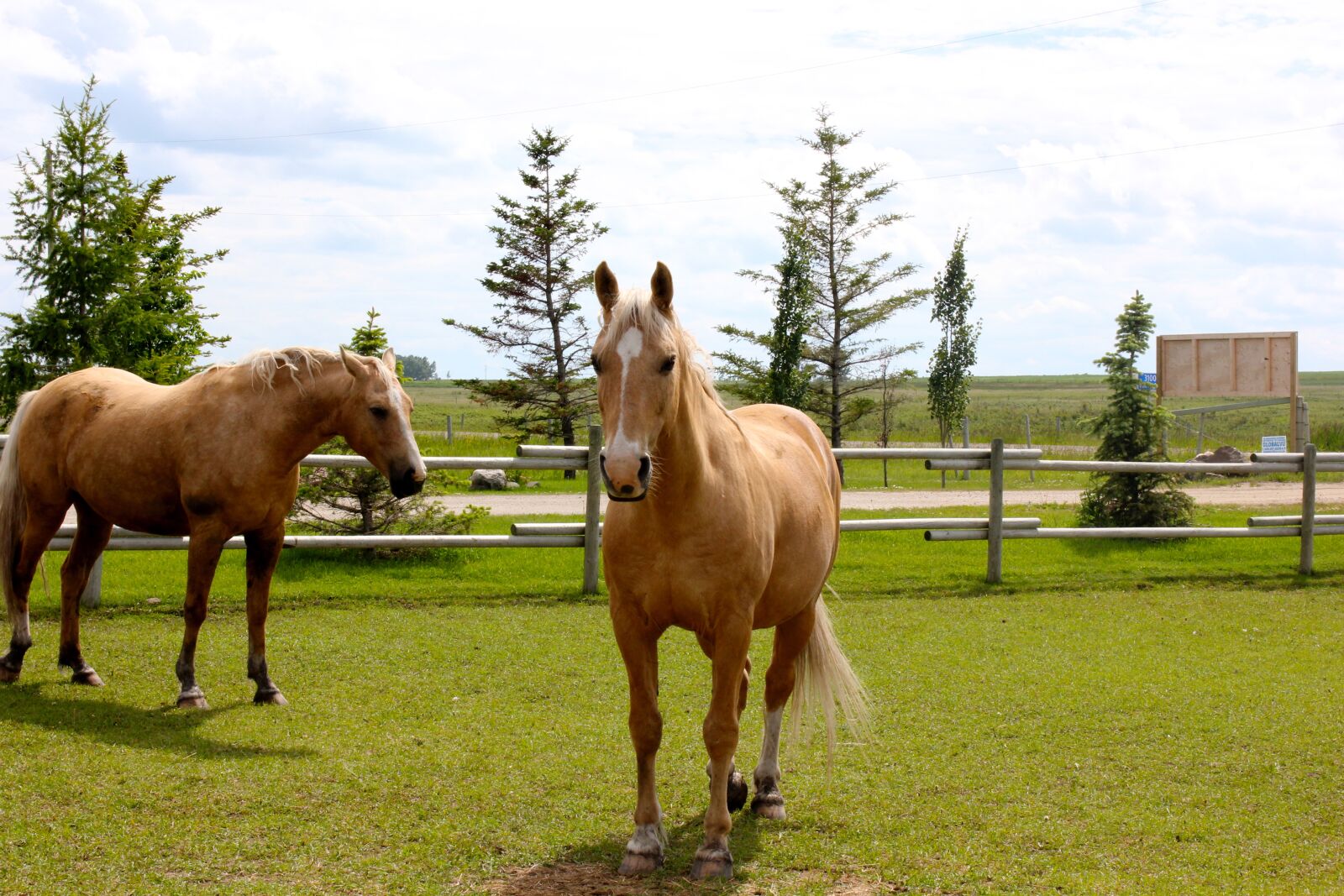 Canon EOS 550D (EOS Rebel T2i / EOS Kiss X4) sample photo. Equine, connection photography