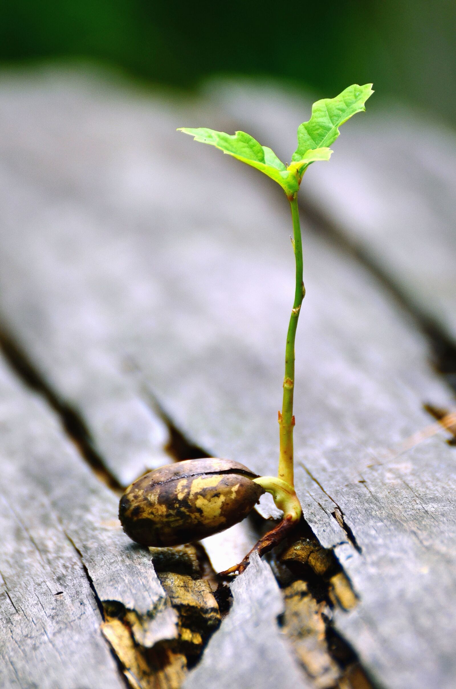 Nikon D5100 sample photo. Plant, seed, wood, germination photography