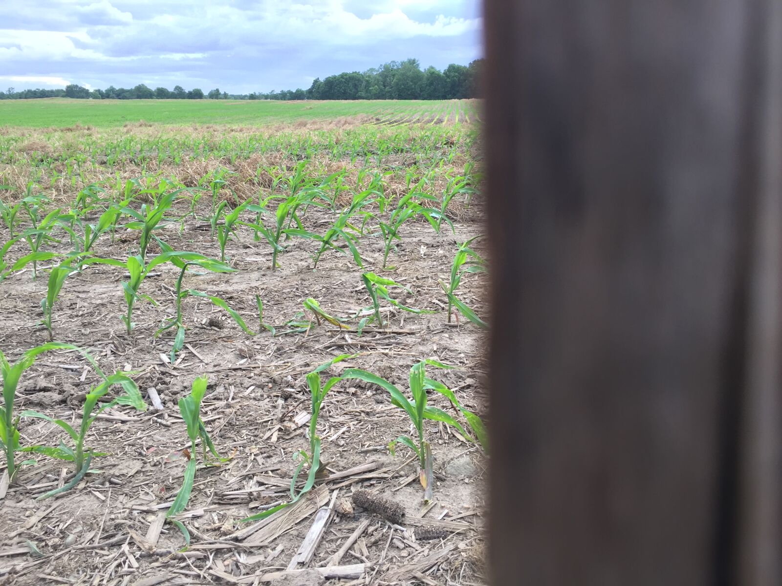 iPhone 6 back camera 4.15mm f/2.2 sample photo. Farm photography